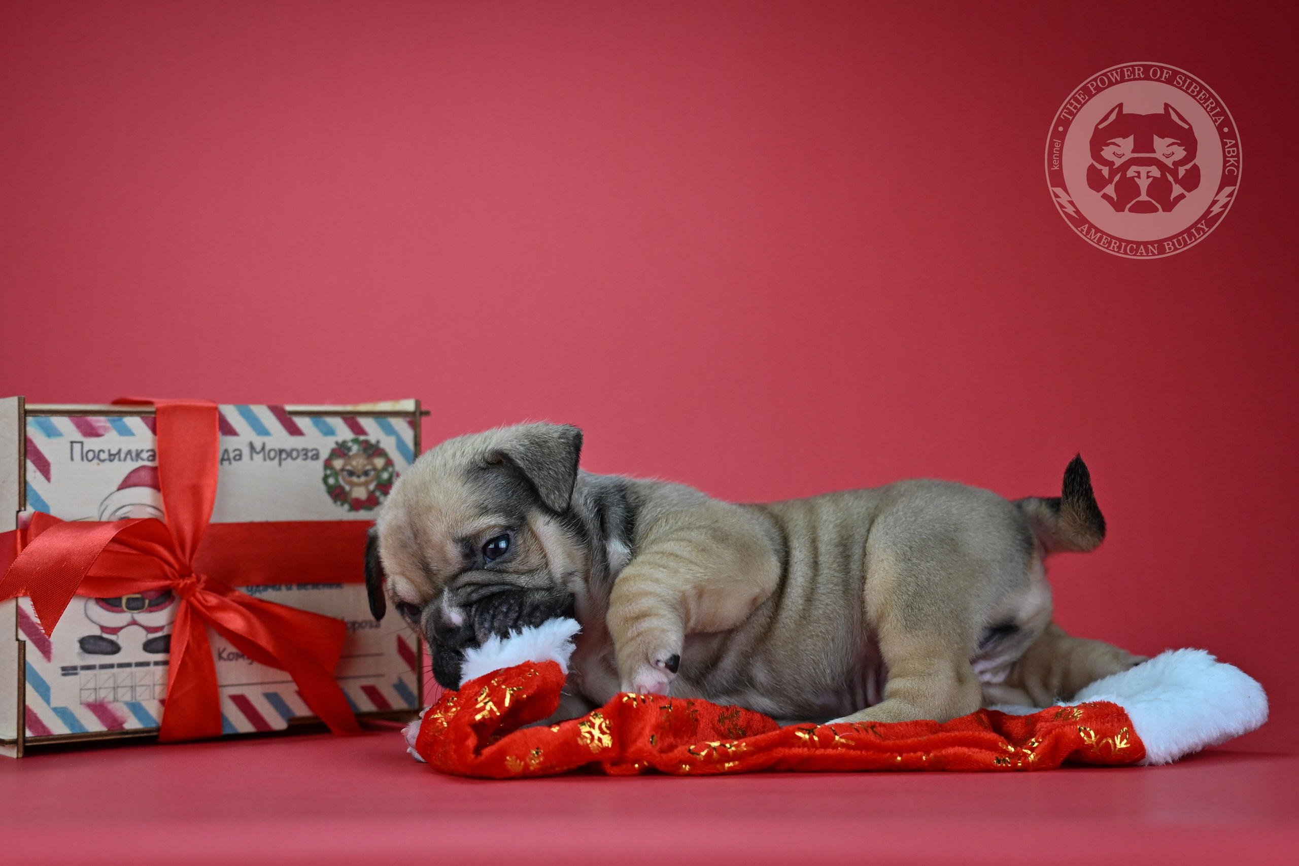 22.11.25 Тагира-Каспер. Американский Булли в г. Ростов-на-Дону. Питомник THE POWER OF SIBERIA