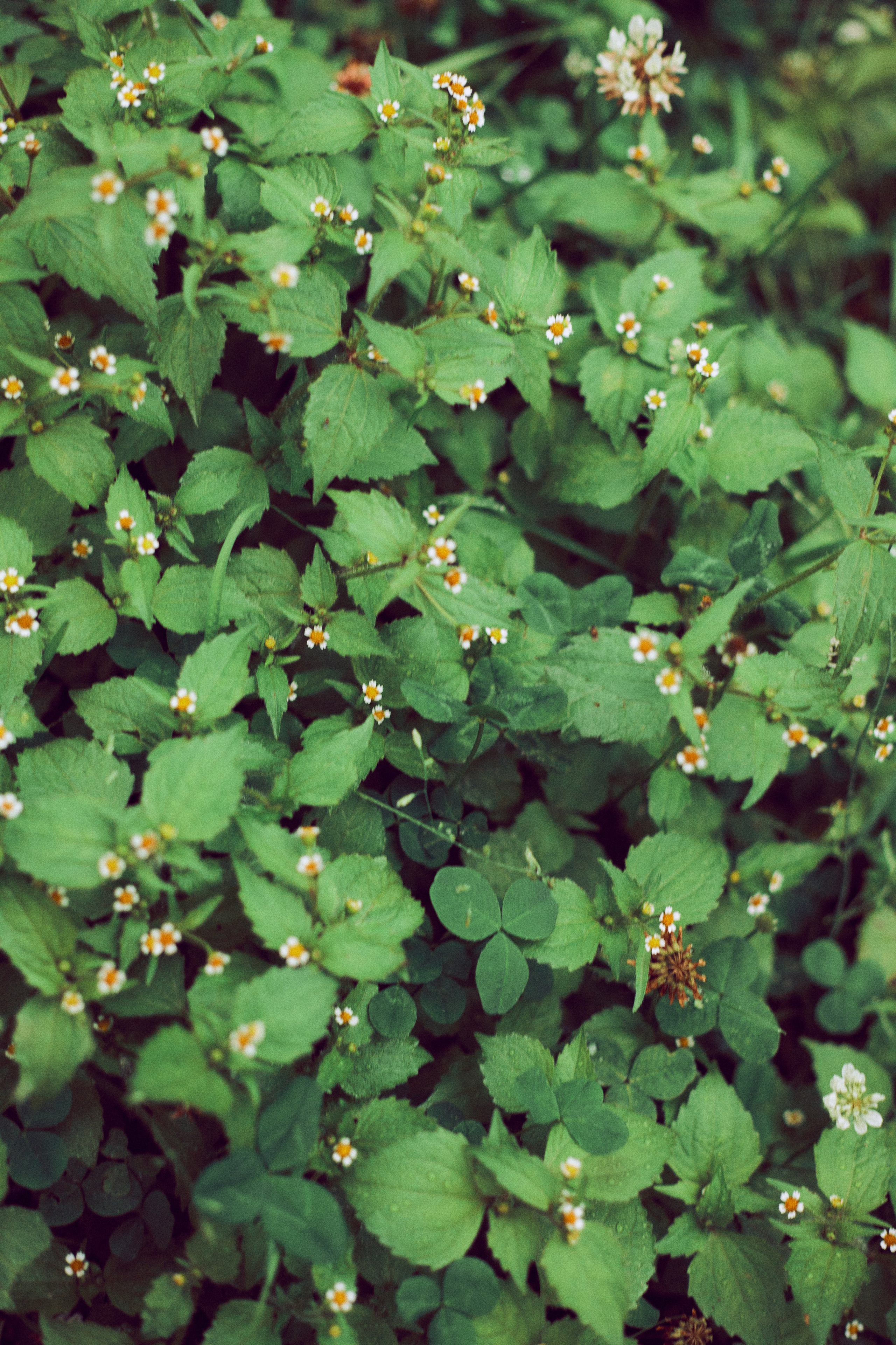 Оскар. Фотограф Ионова Анастасия, г Владивосток