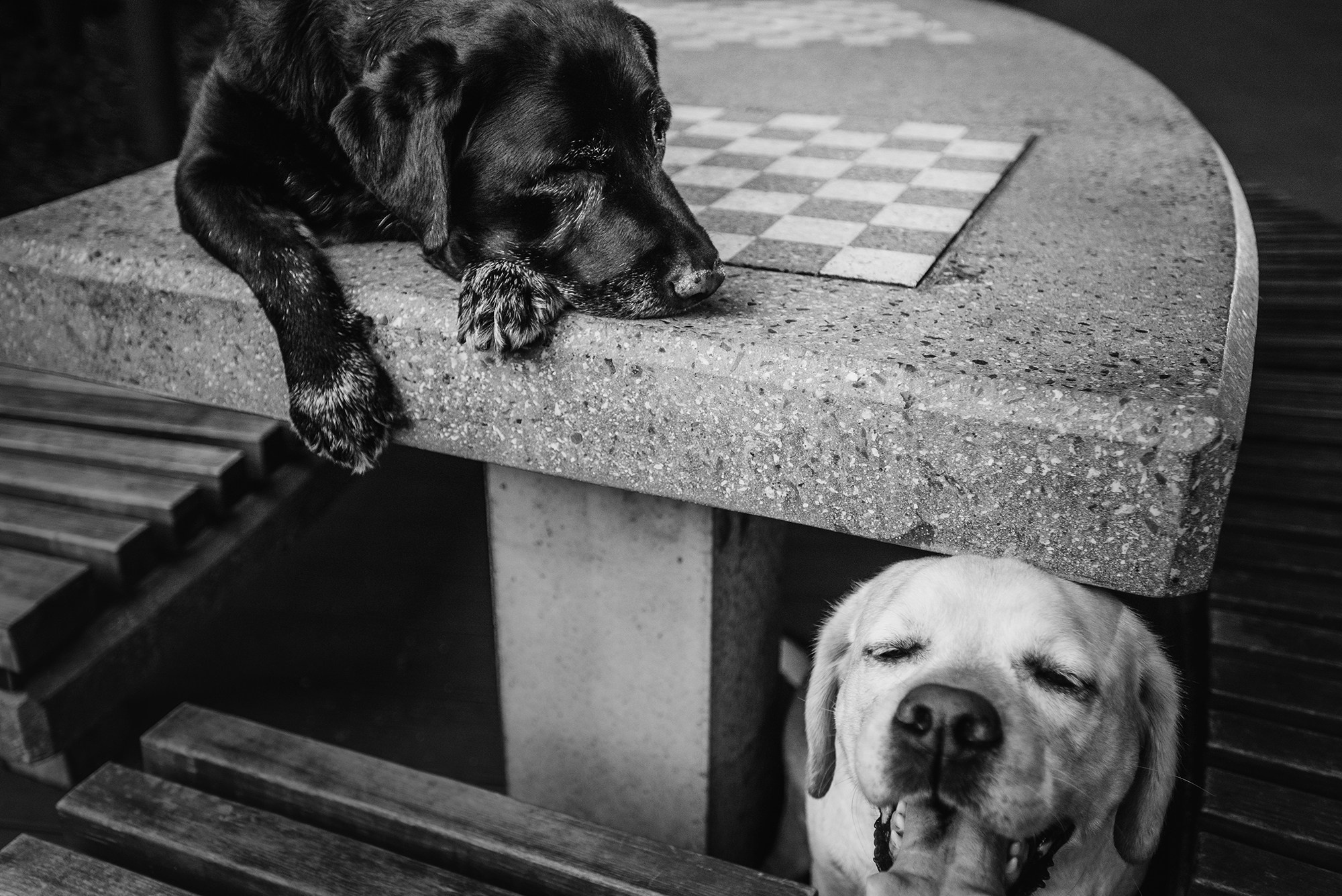 Питомец в кадре. Фотограф Анна Тюрина