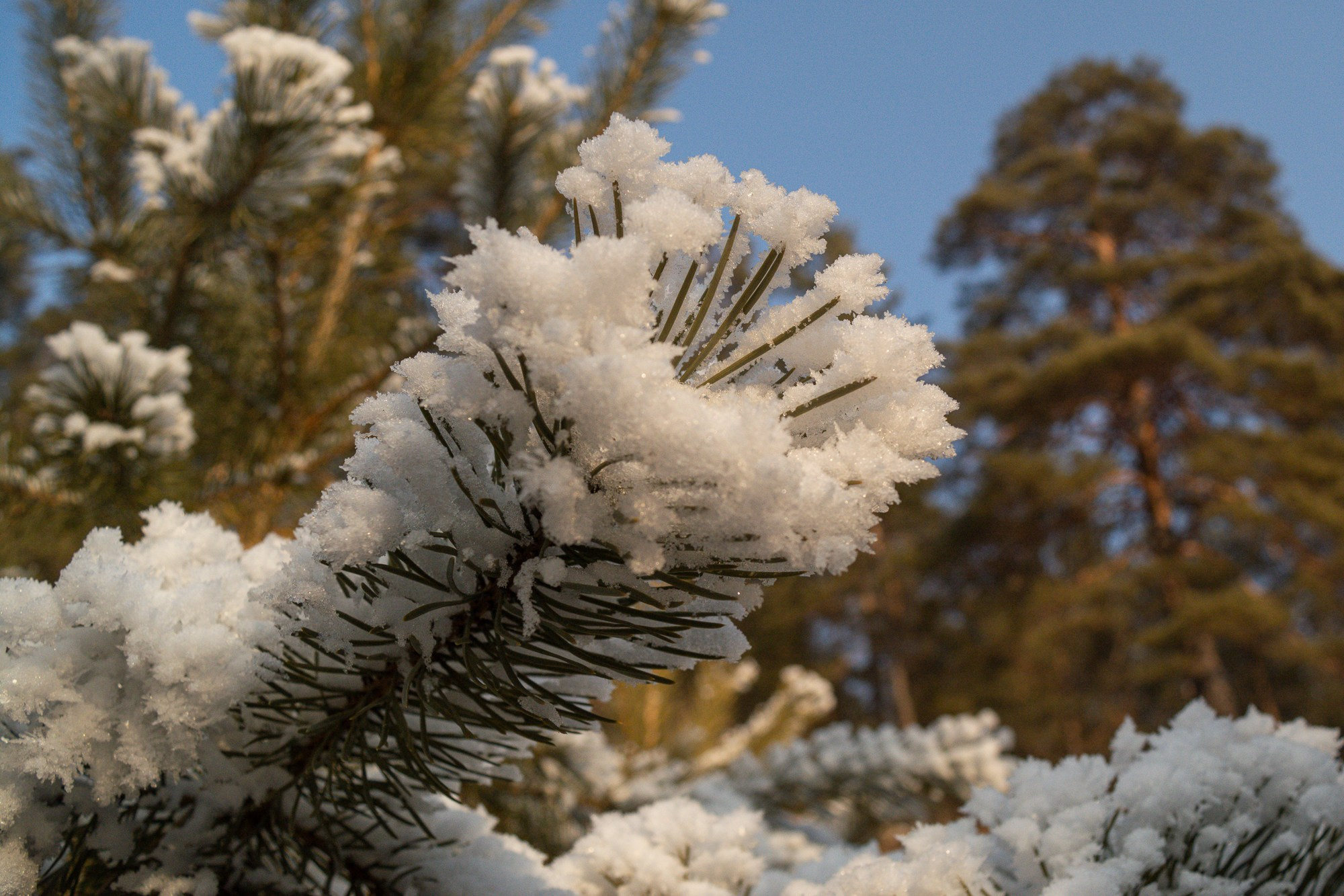 Разное. Репортажный фотограф г. Чита