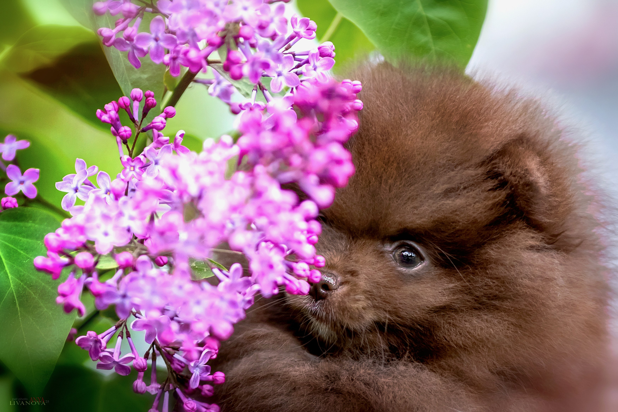 Шпицы. Фотограф анималист Аня Ливанова | Рыбинск