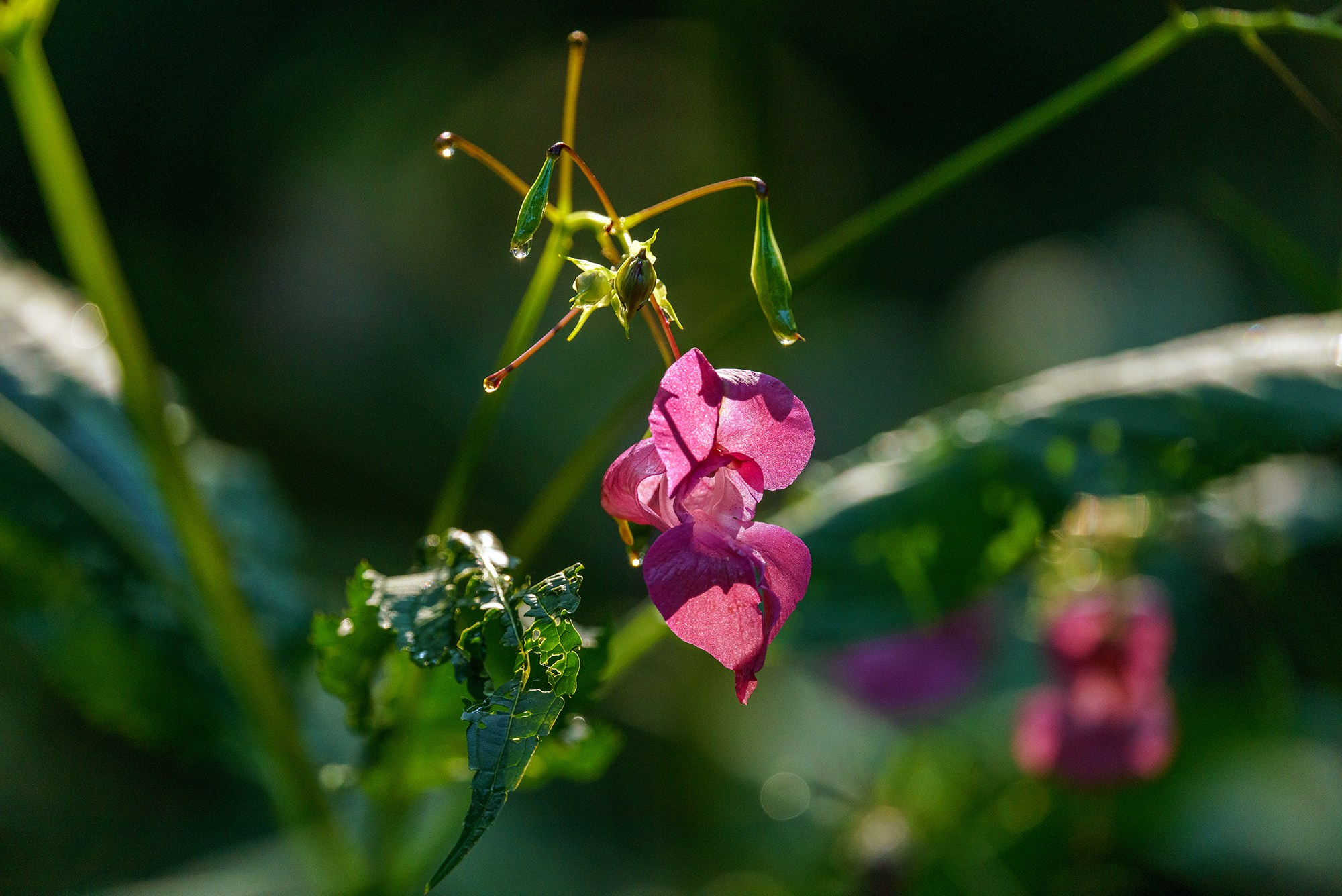Цветы. Ваш личный фотограф Марина Волкова