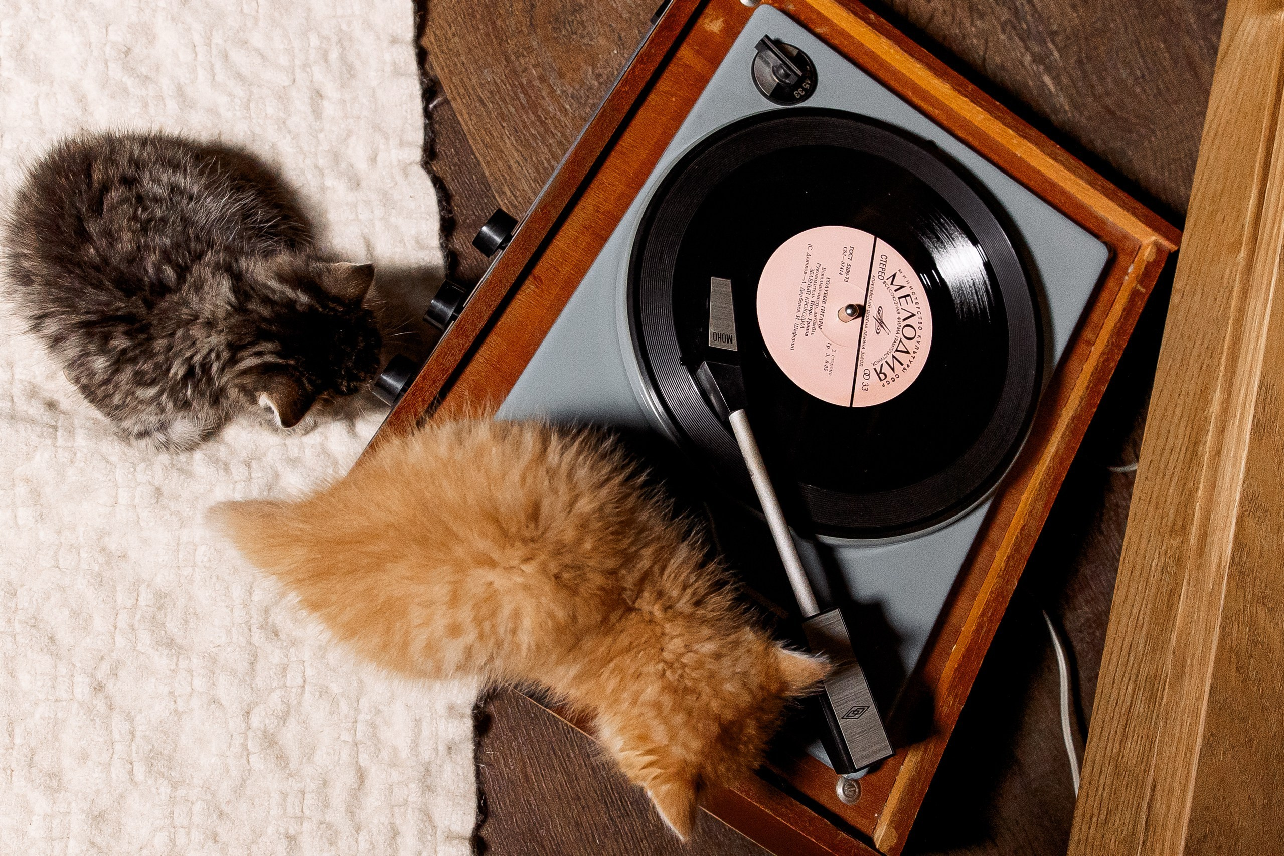 Эдуард и Дарья с сыновьями. Свадебный и семейный фотограф в Челябинске Юлия Ишимова