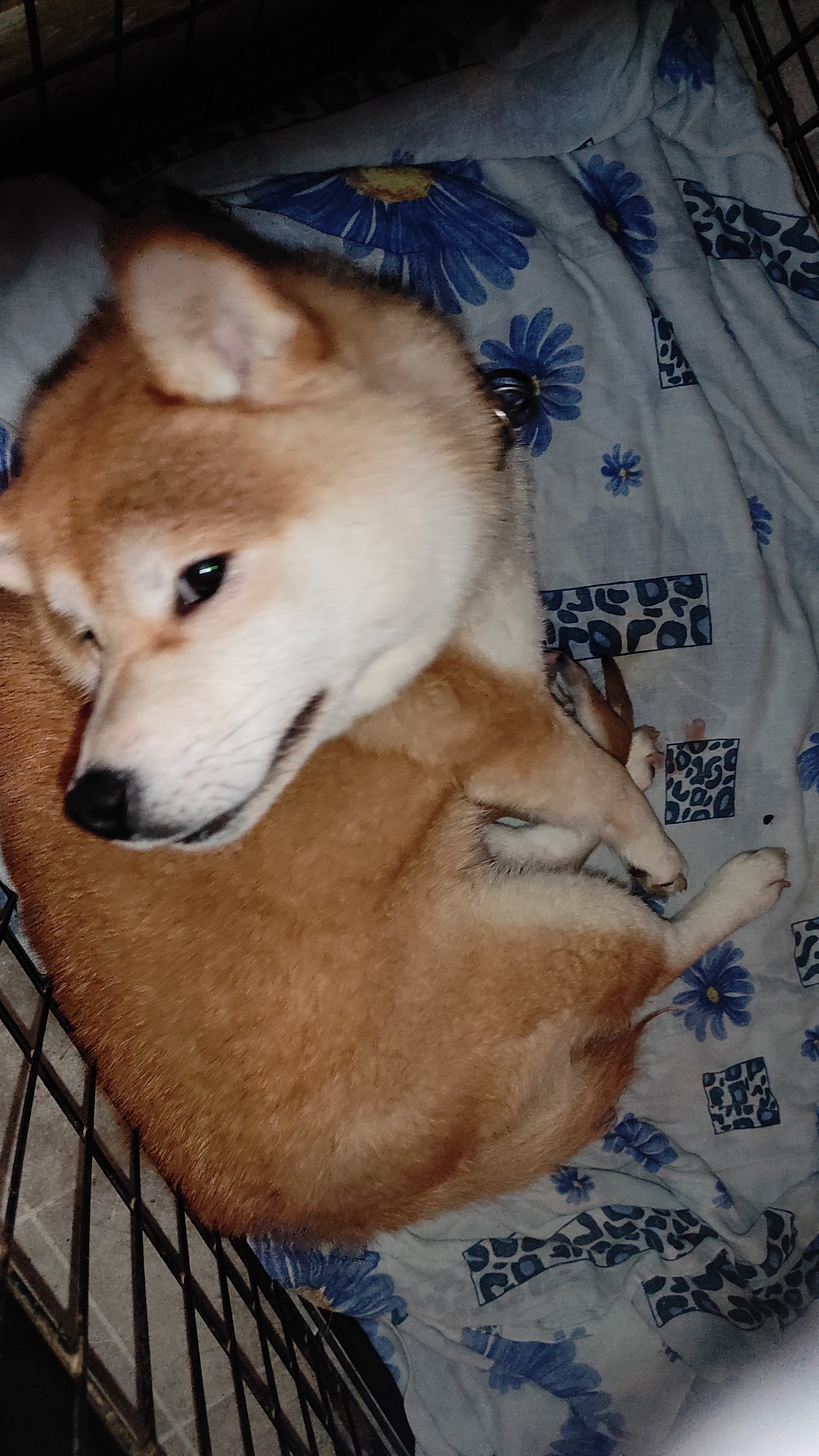 сиба питомник Рубилайт щенки на продажу rubylight  сиба щенки купить СПб Санкт-Петербург 