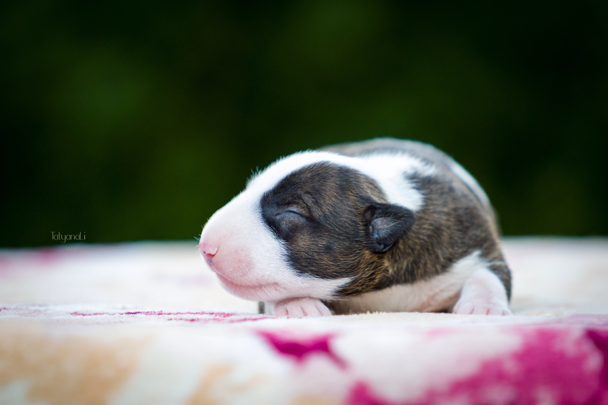 Стандартный бультерьер. Фотограф — анималист Татьяна Ли