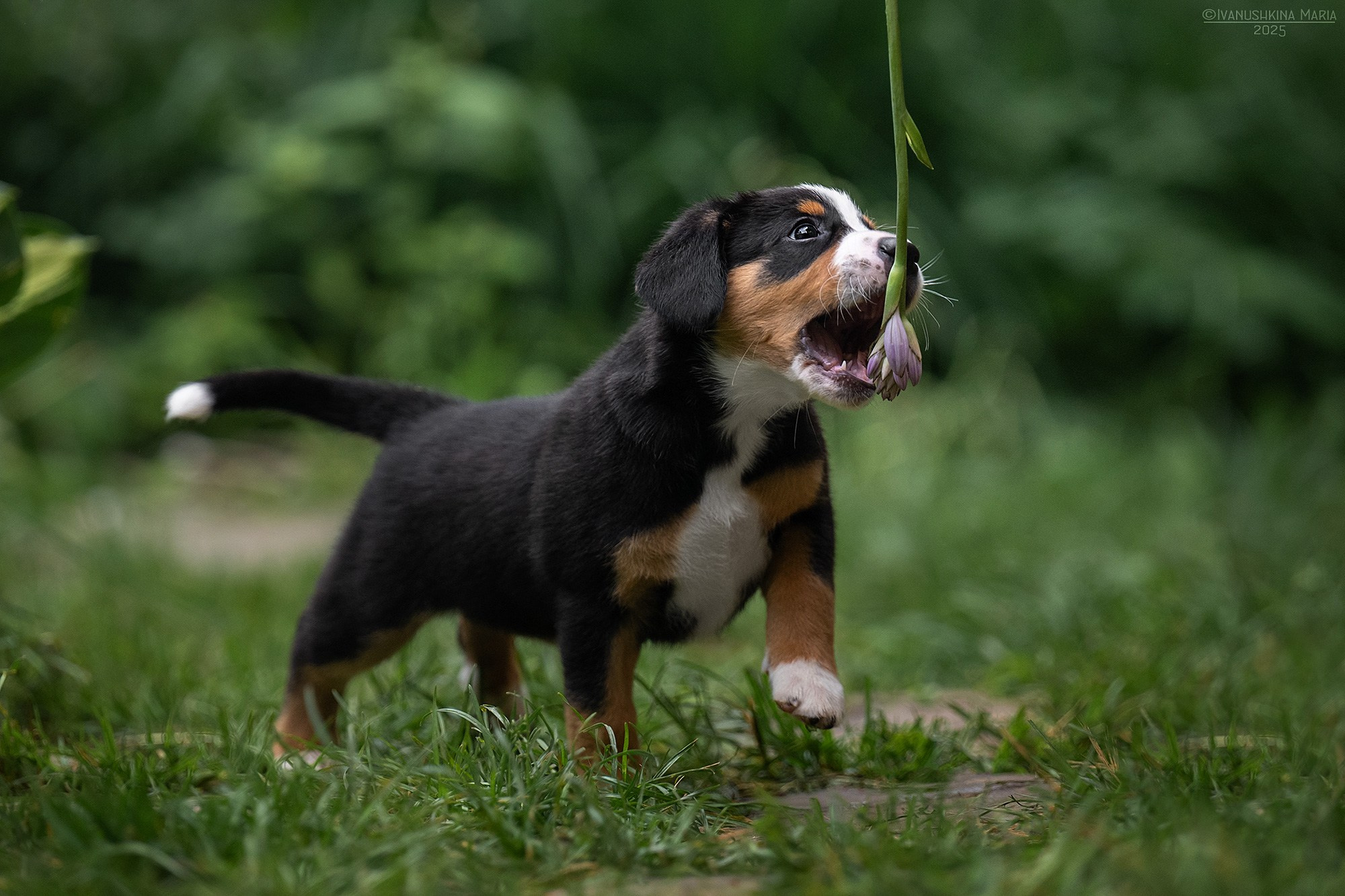 Фотосессия щенков на продажу. Фотограф собак в Москве и Московской области Иванушкина Мария