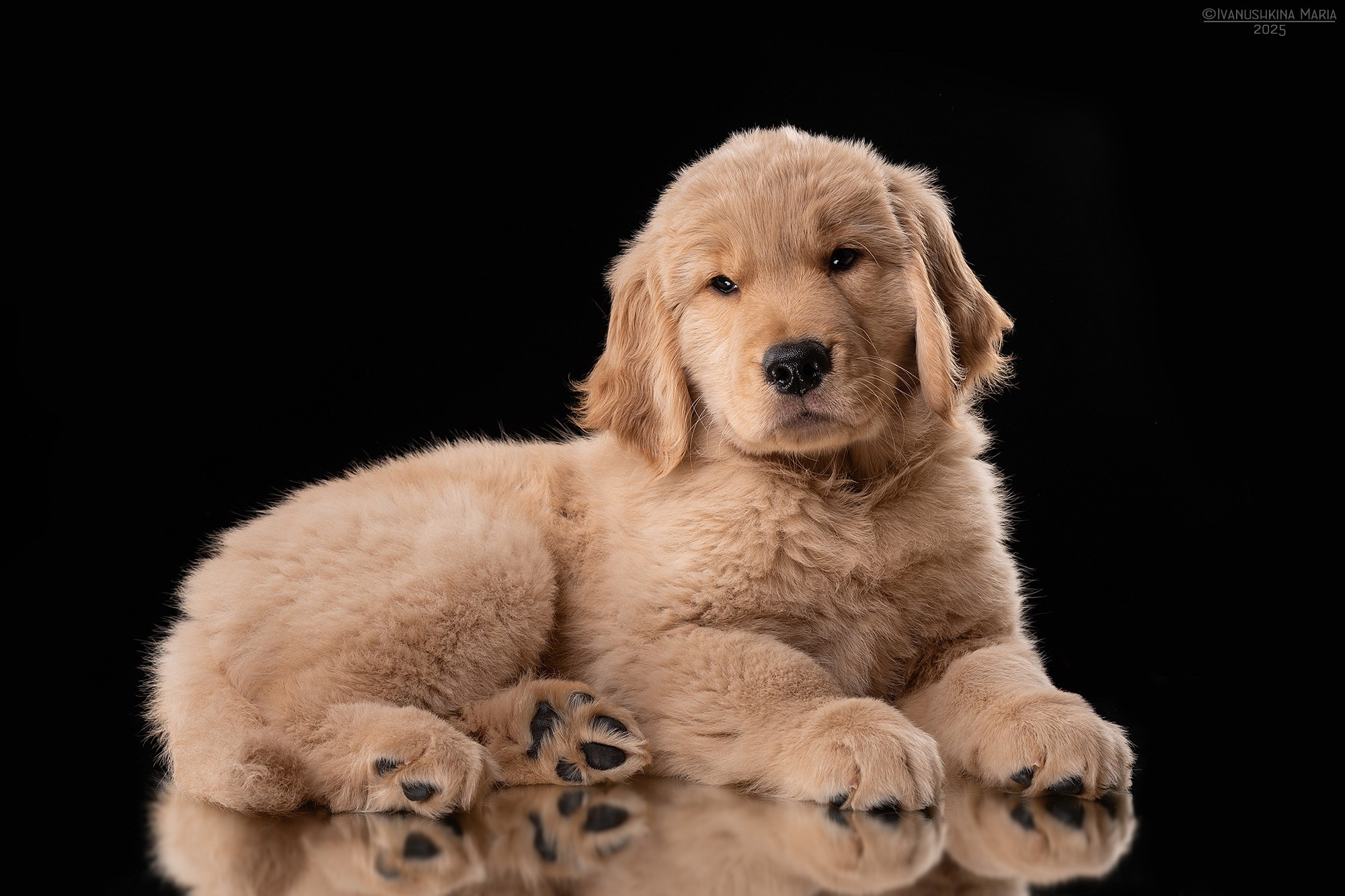 Фотосессия щенков на фонах. Фотограф собак в Москве и Московской области Иванушкина Мария