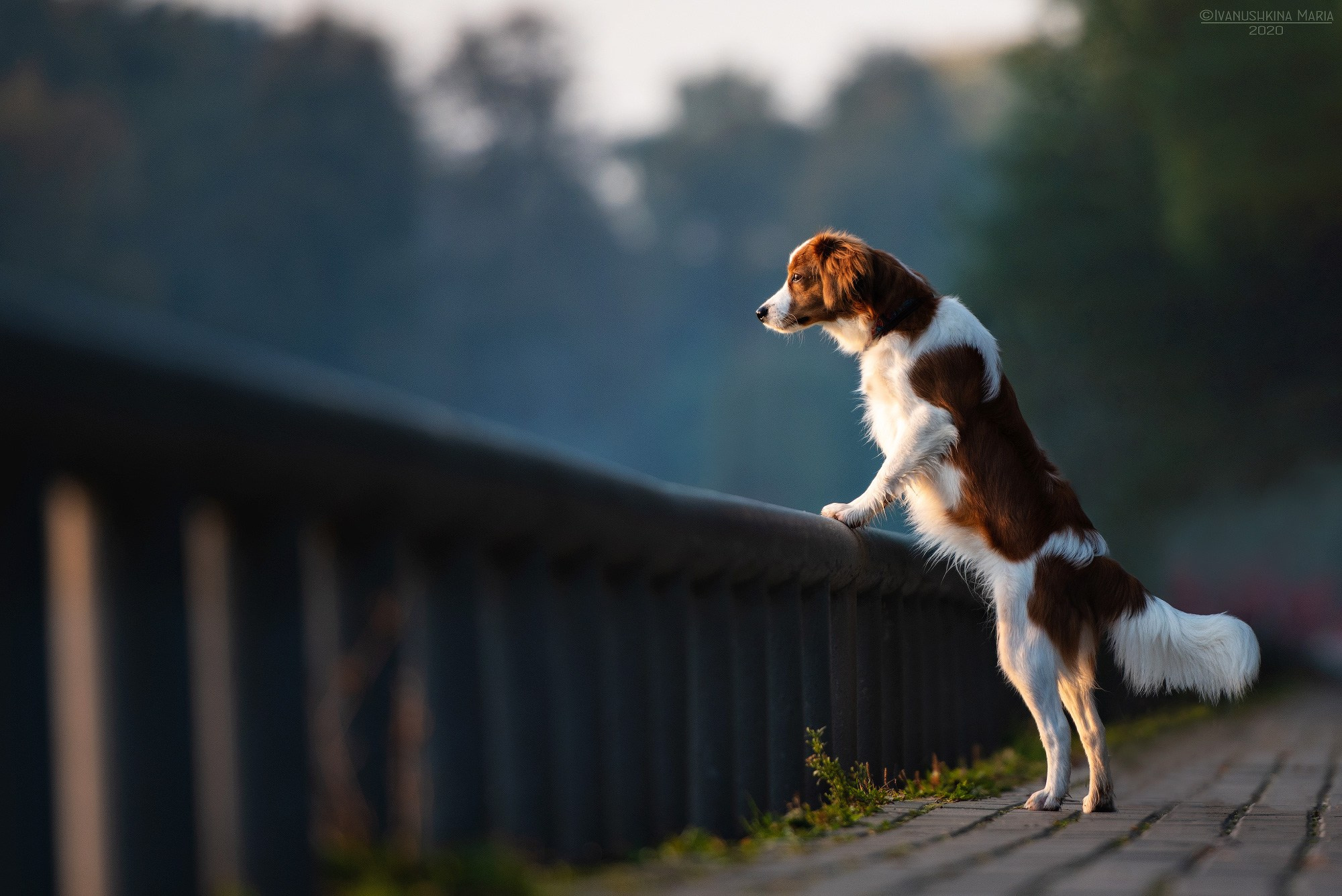 койкерхондье