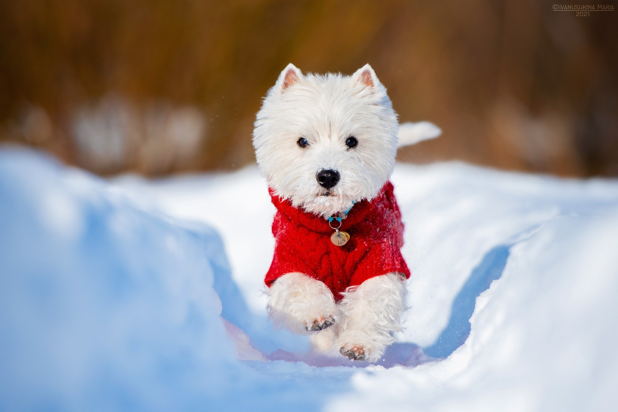 вест хайленд вайт терьер