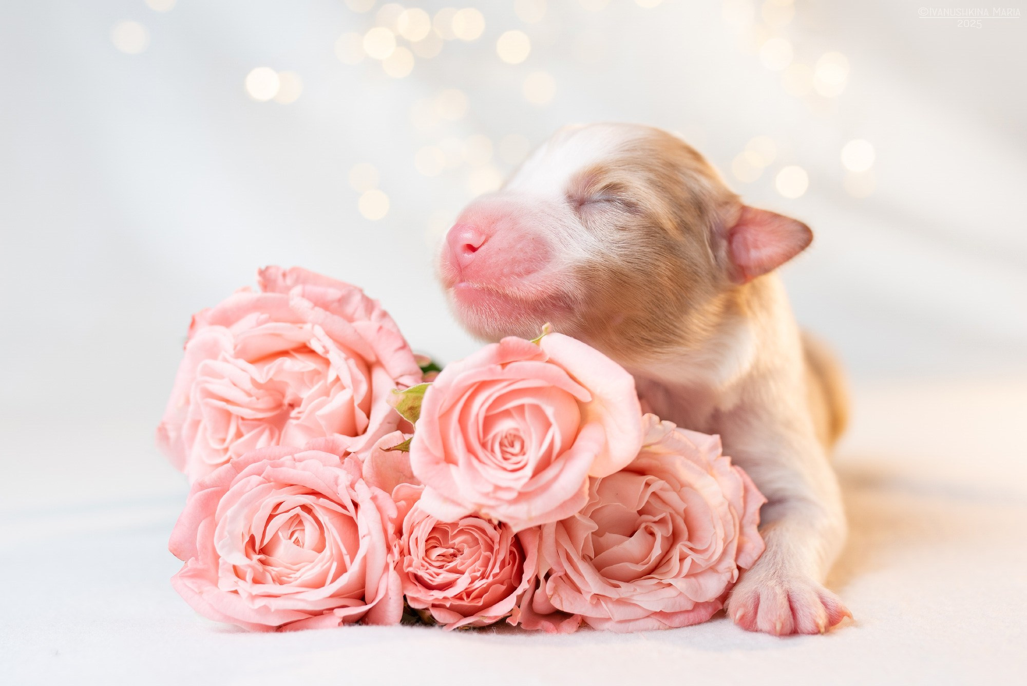 Ньюборн фотосессия щенков. Фотограф собак в Москве и Московской области Иванушкина Мария