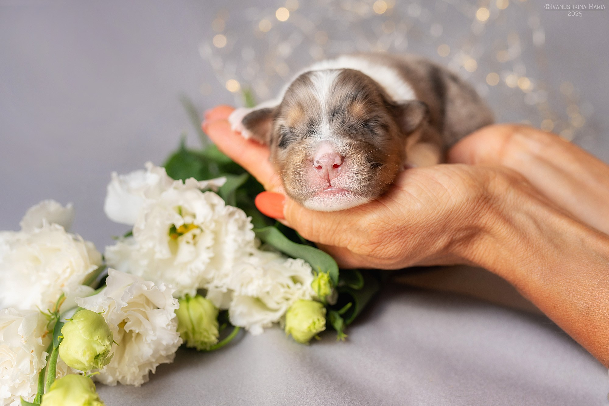 Ньюборн фотосессия щенков. Фотограф собак в Москве и Московской области Иванушкина Мария