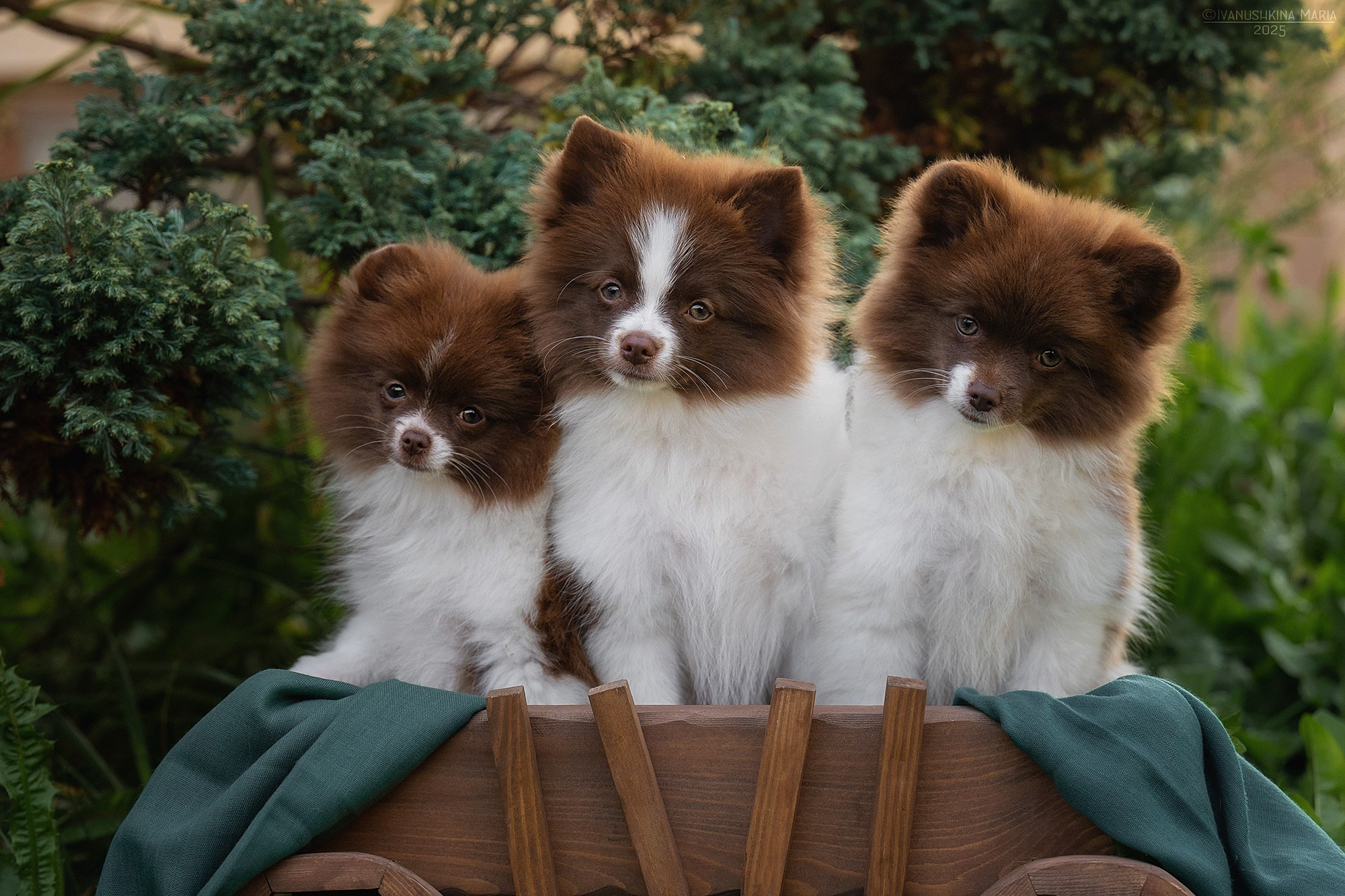 Фотосессия щенков на продажу. Фотограф собак в Москве и Московской области Иванушкина Мария
