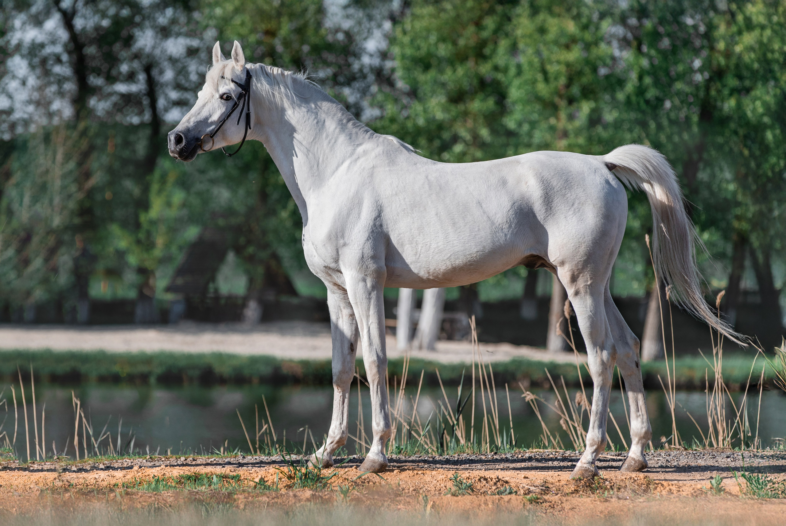 Экстерьеры. Фотограф-анималист Ксендзова Кристина