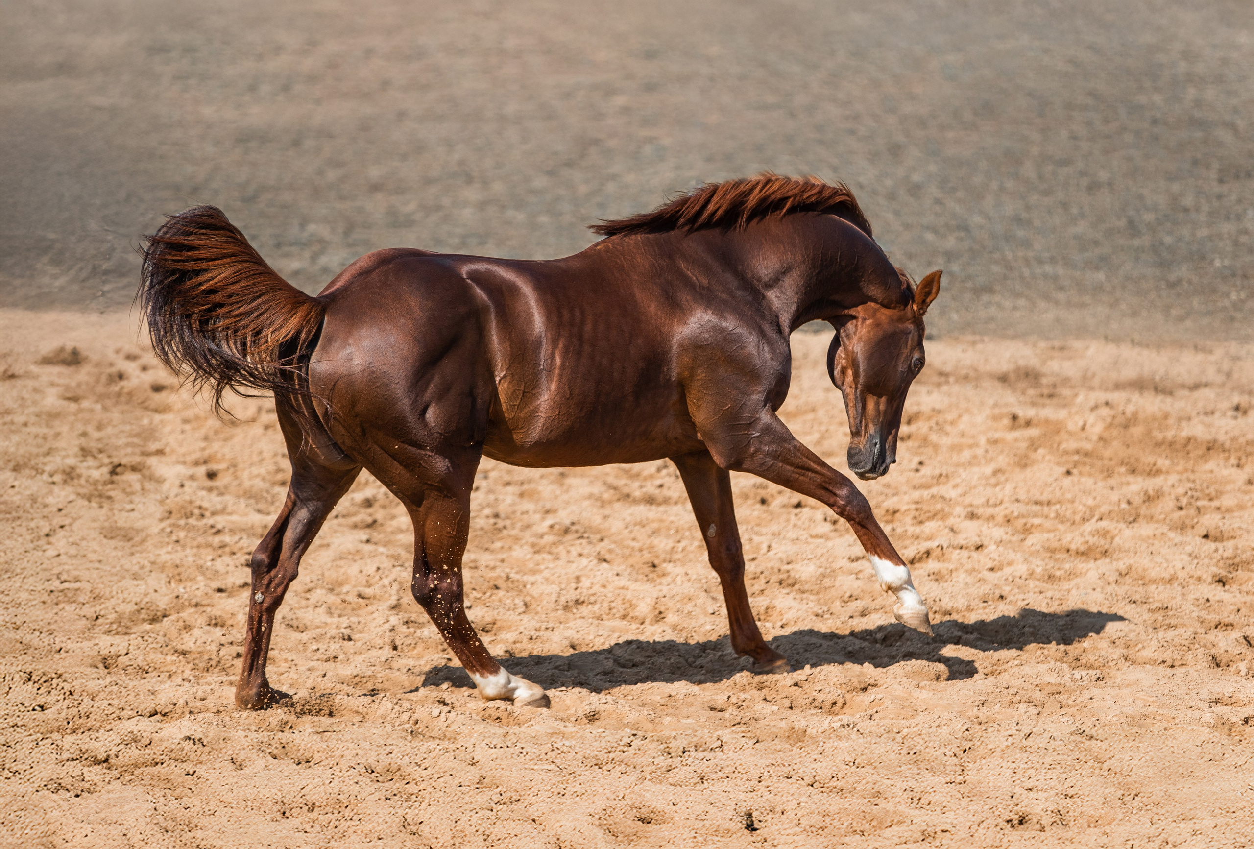 В движении. Фотограф-анималист Ксендзова Кристина