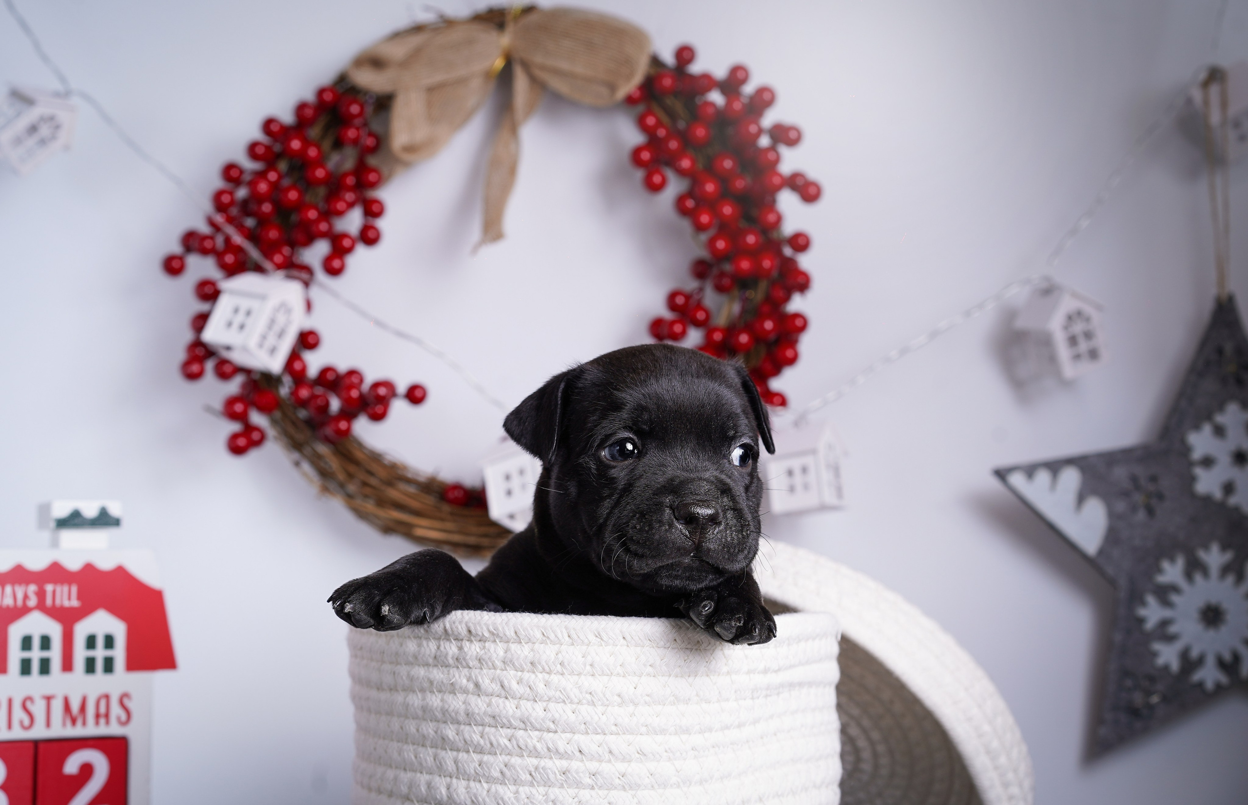 Щенки стаффи. Фотограф-анималист в Санкт-Петербурге Яна Мартынова