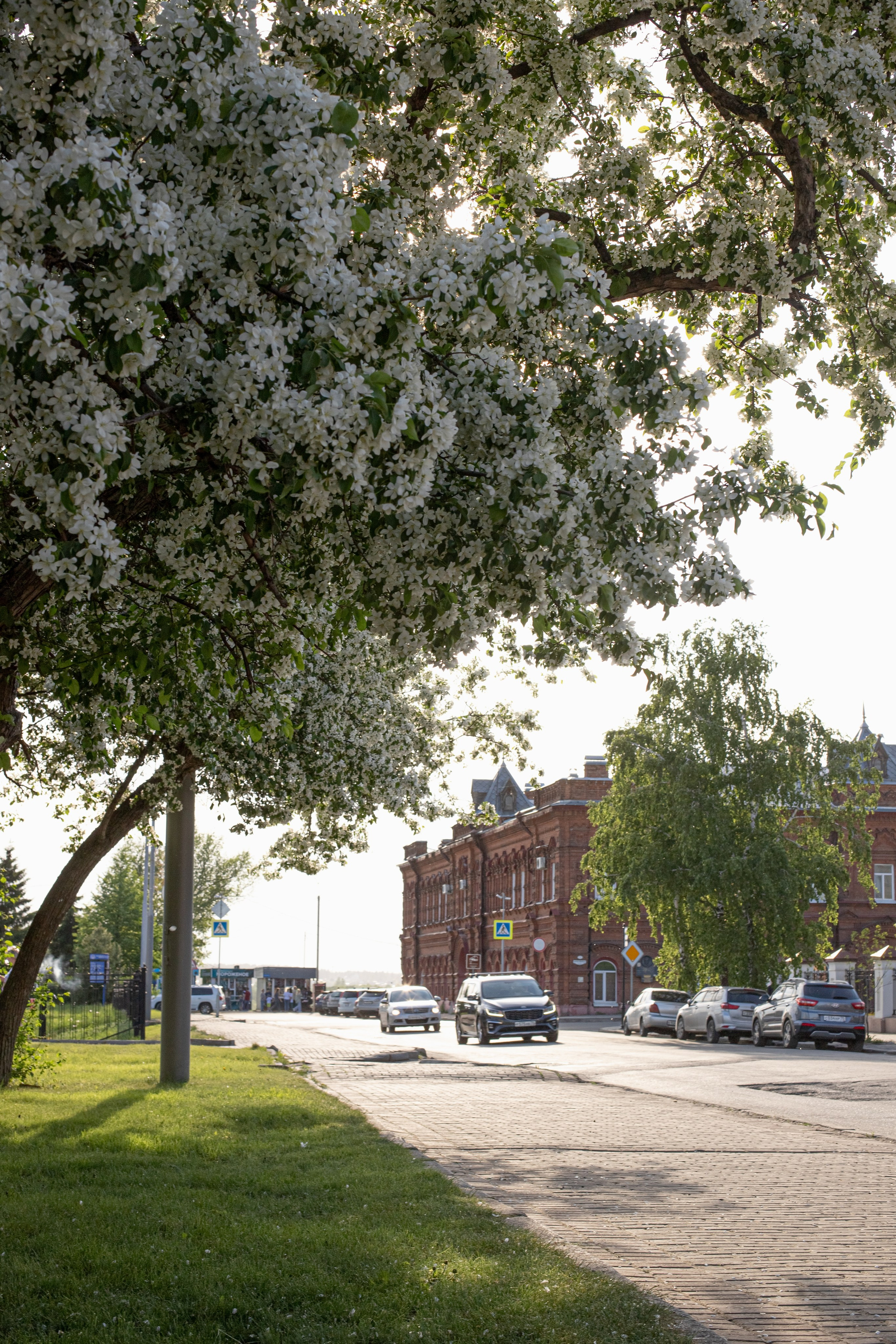 Яблоневый цвет. Фотограф в Томске Евгения Гуляева