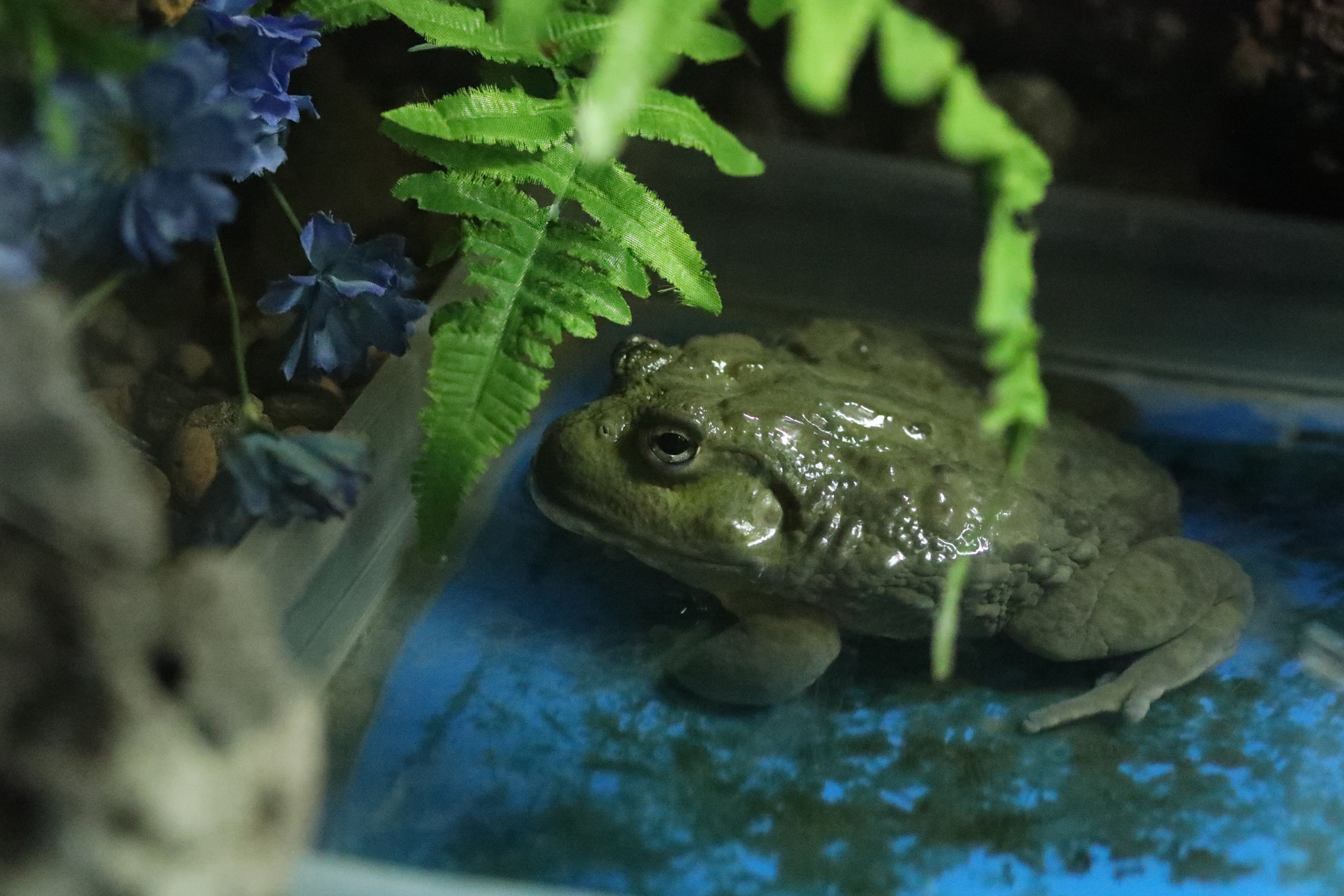 Ростовский зоопарк. Фото-художник и Репортажный фотограф Николаев Александр Алексеевич
