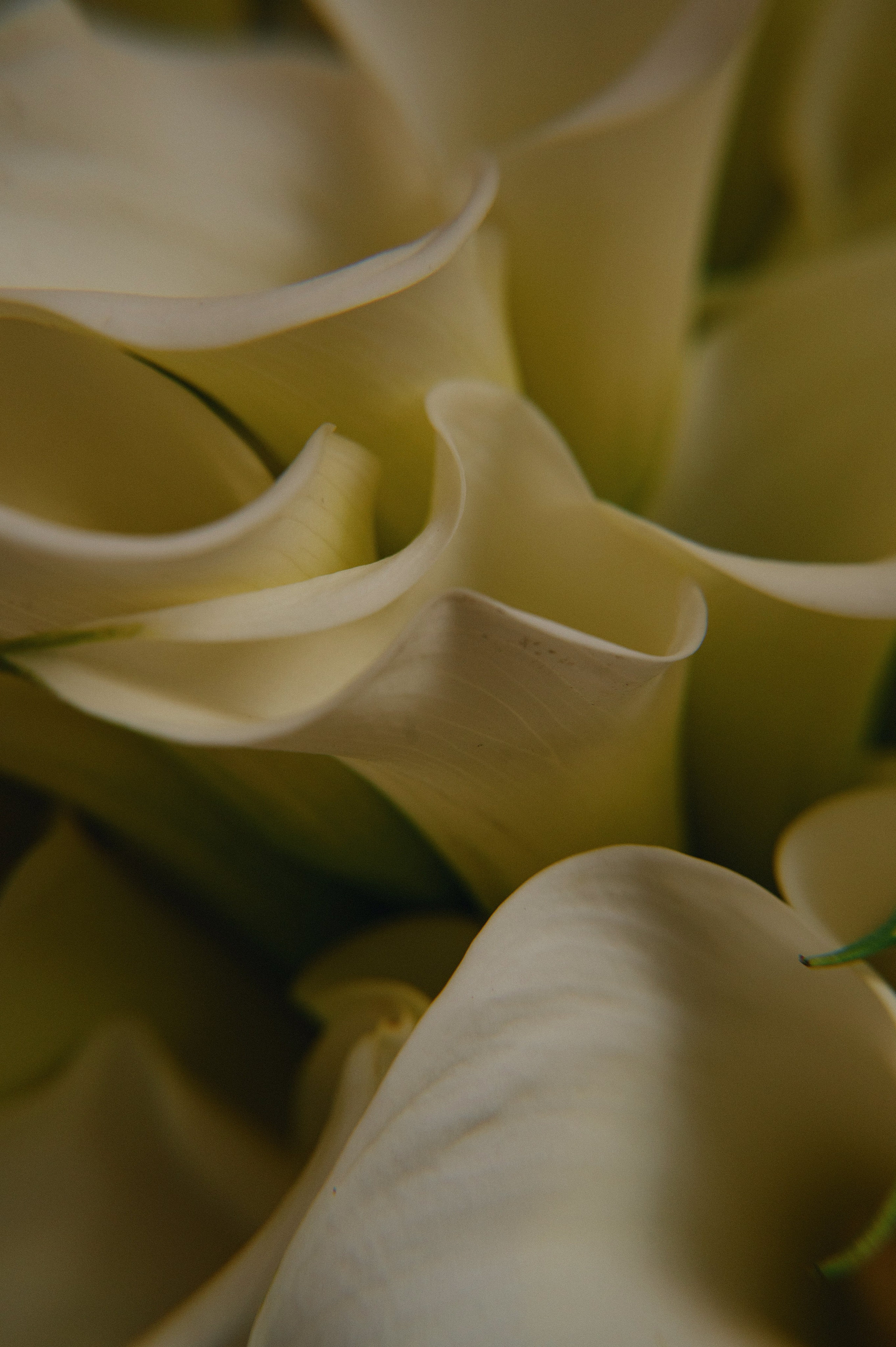 Богдан и Катя. Гольф клуб. Свадебный фотограф и видеограф