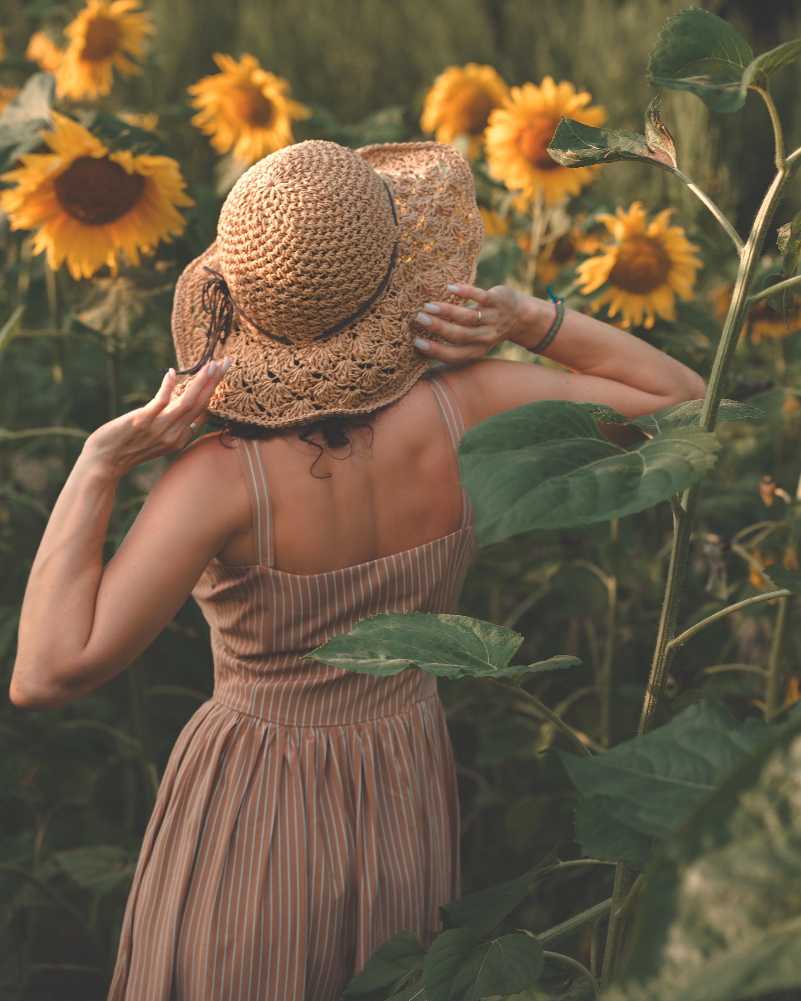 Подсолнухи. Фотограф г. Хабаровск