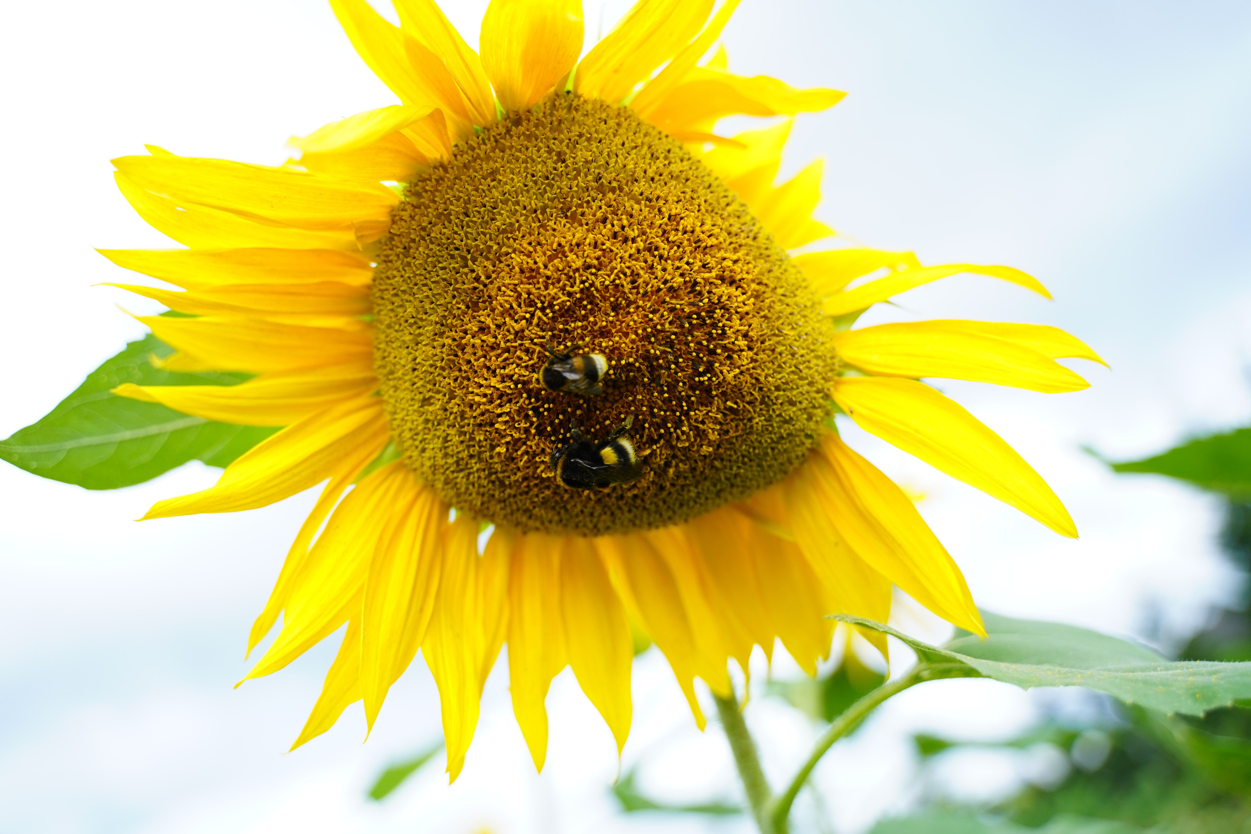 Город, цветы. Фотограф Елена Храмова