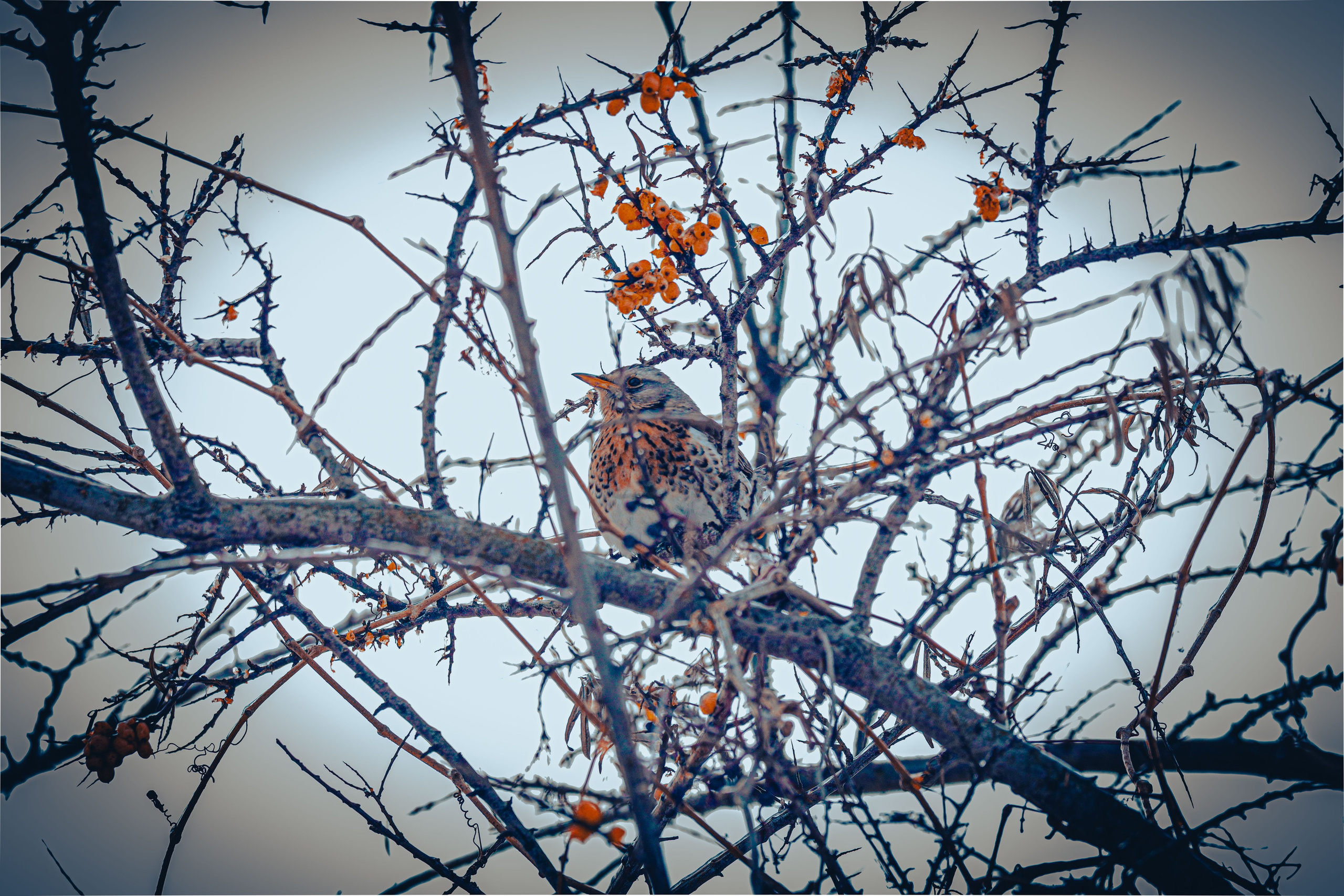 Фауна. Фотограф художник модель Юра Козлов Москва