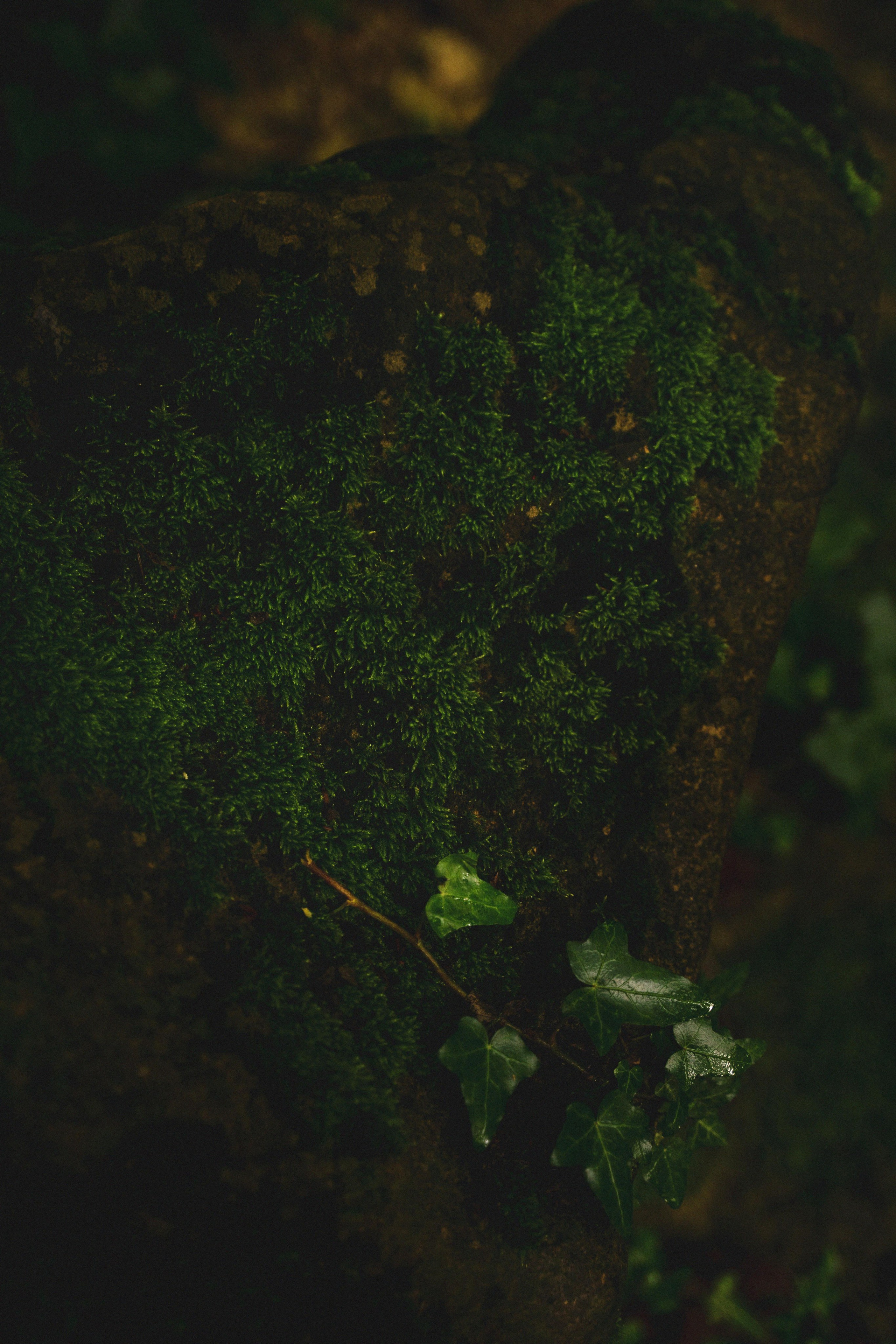 Горное озеро. Семен Соколов