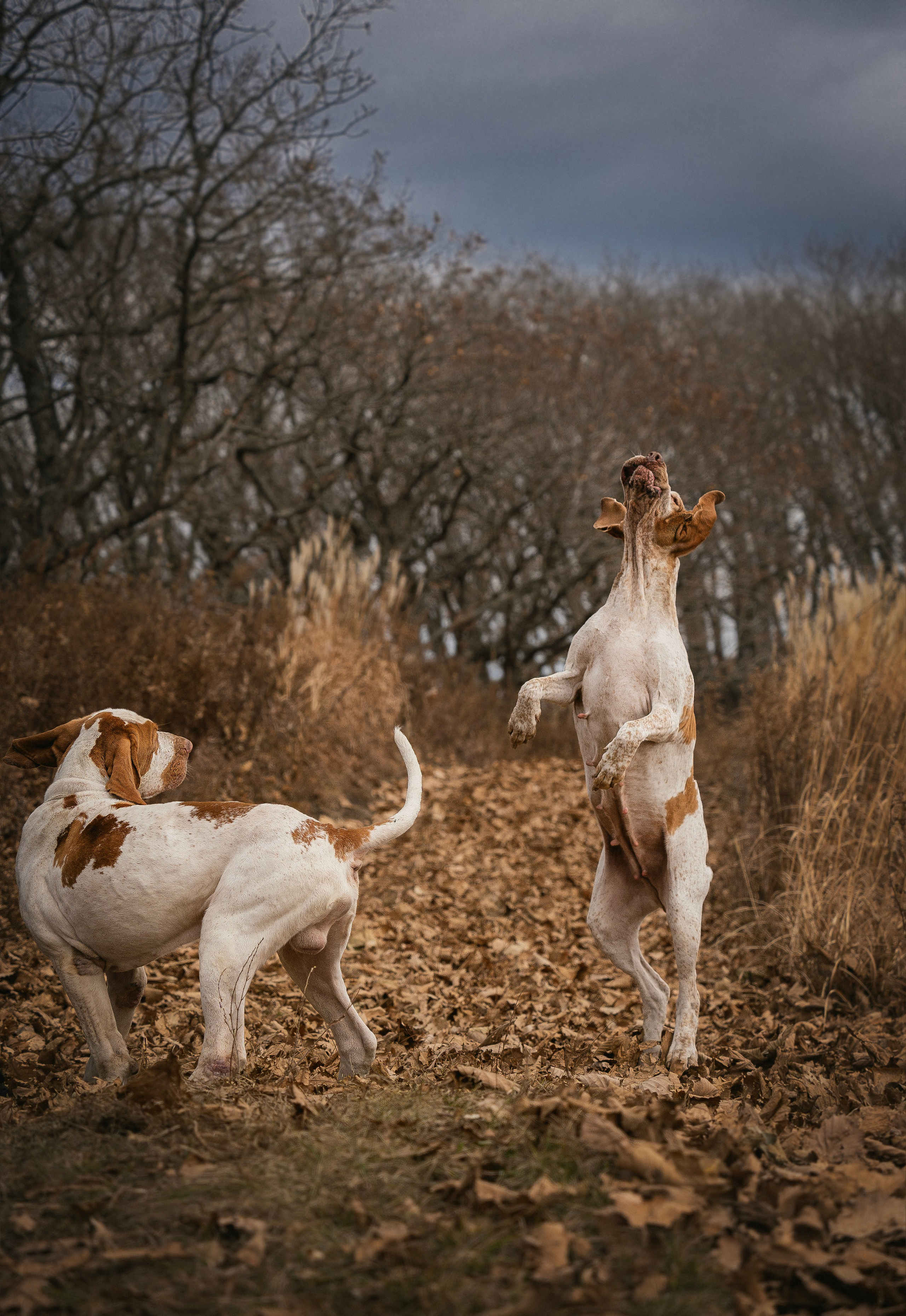 Итальянский бракк Стеша и Любомир. Семейный фотограф анималист г. Находка
