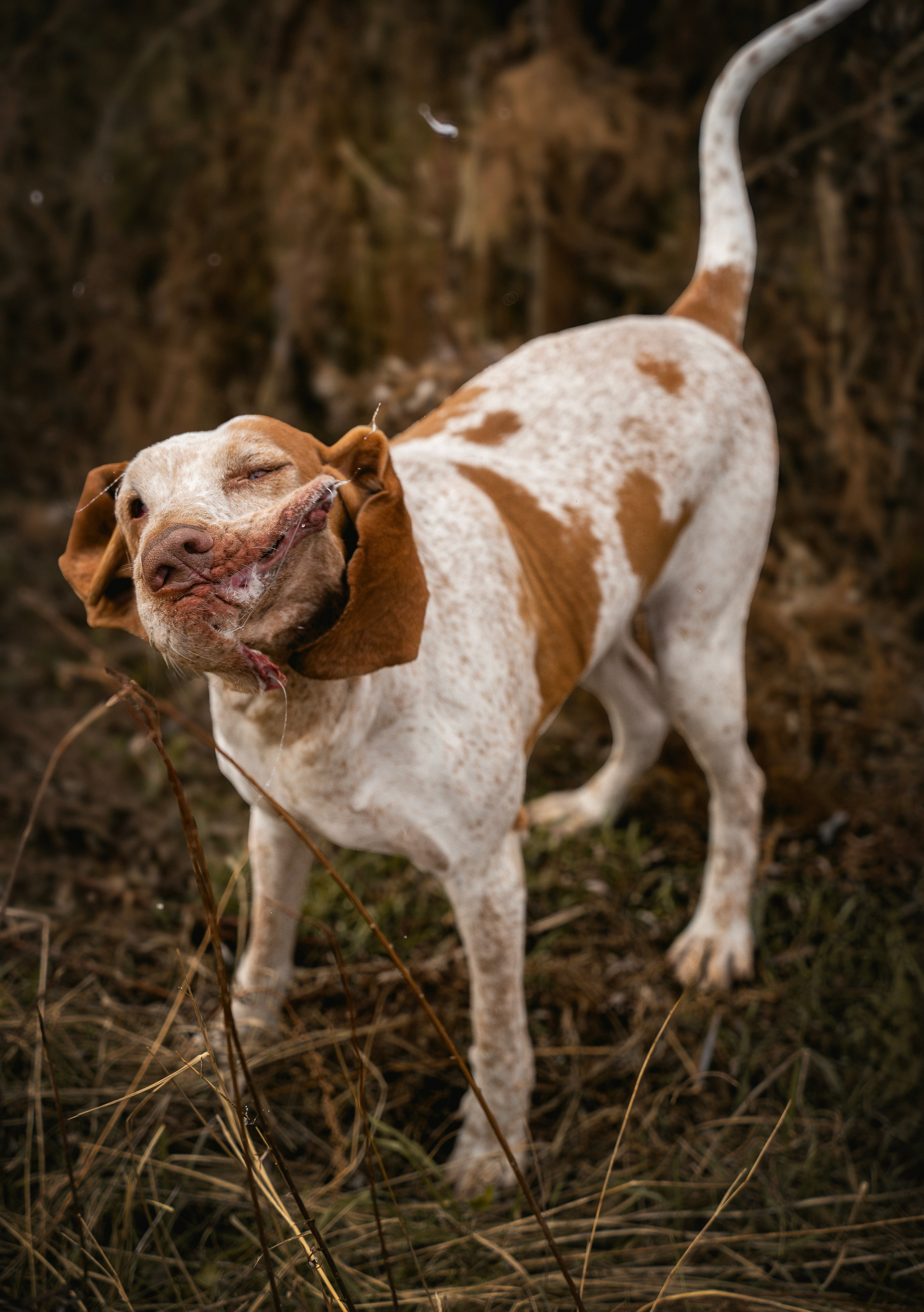 Итальянский бракк Стеша и Любомир. Семейный фотограф анималист г. Находка