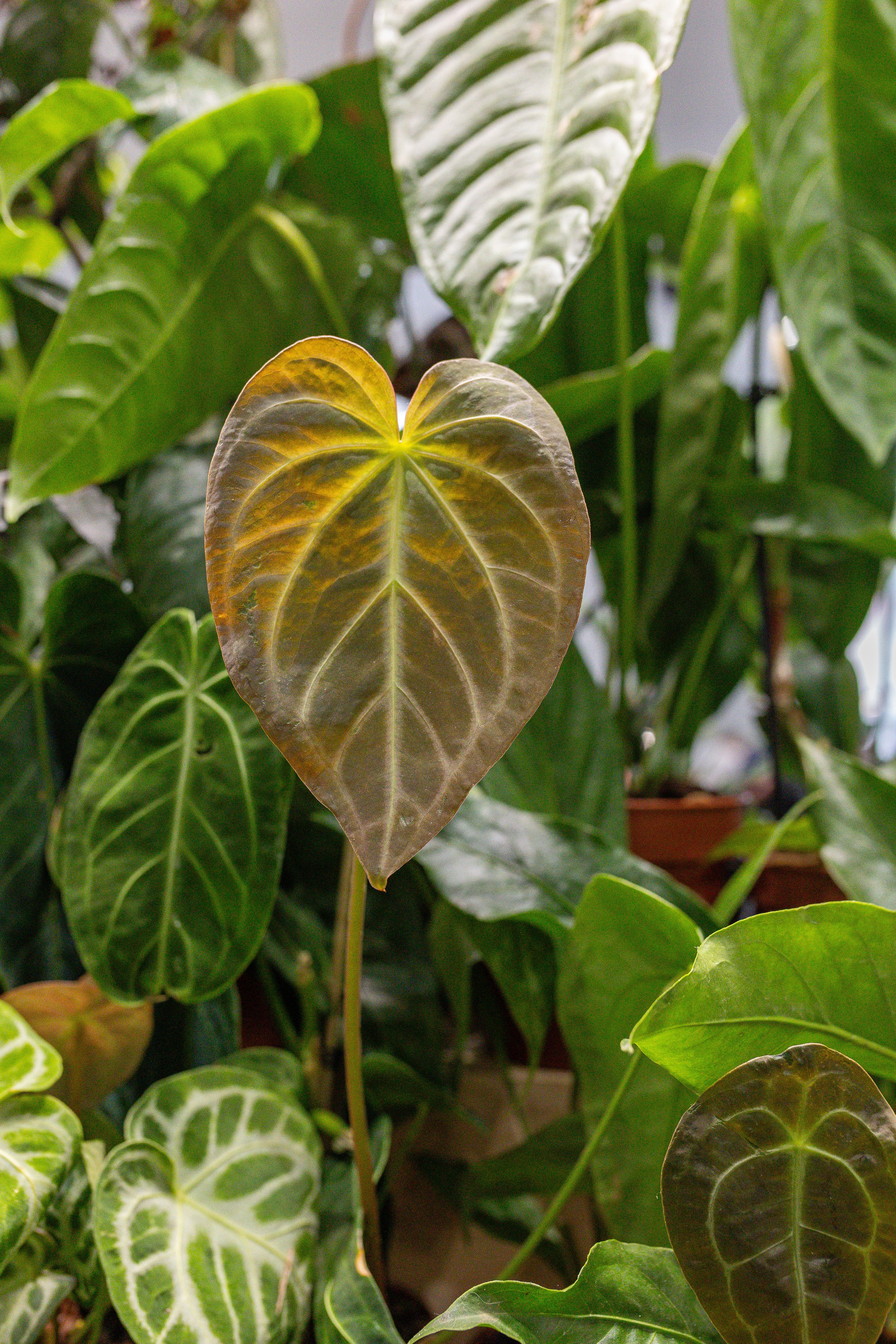 Монстериум апрель 2025. Александра Куликова фотограф, Москва