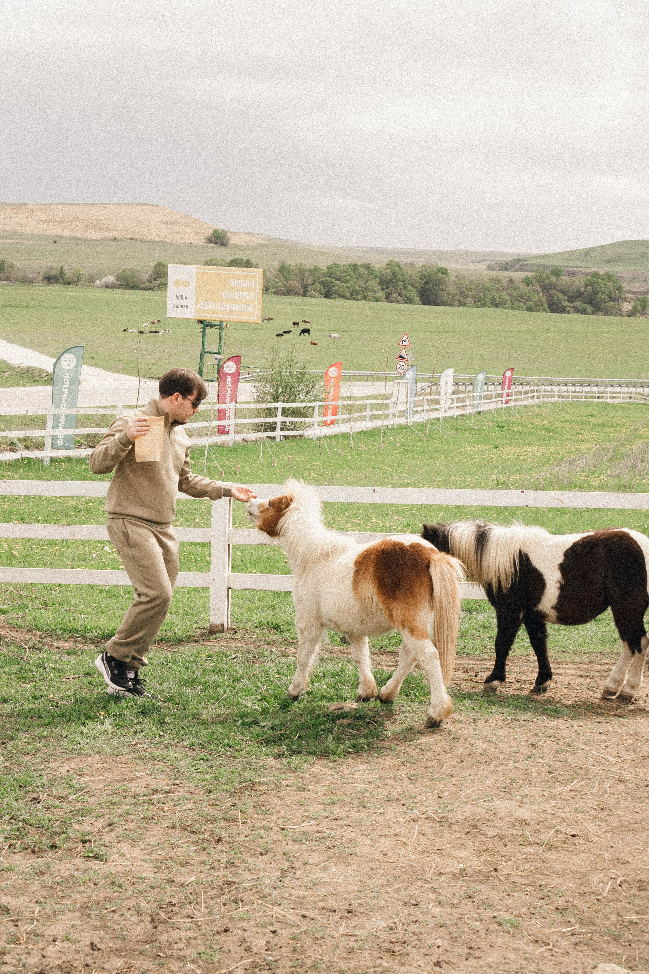Ферма Альпак. Профессиональный фотограф, Санкт-Петербург — Виктория Богомолова