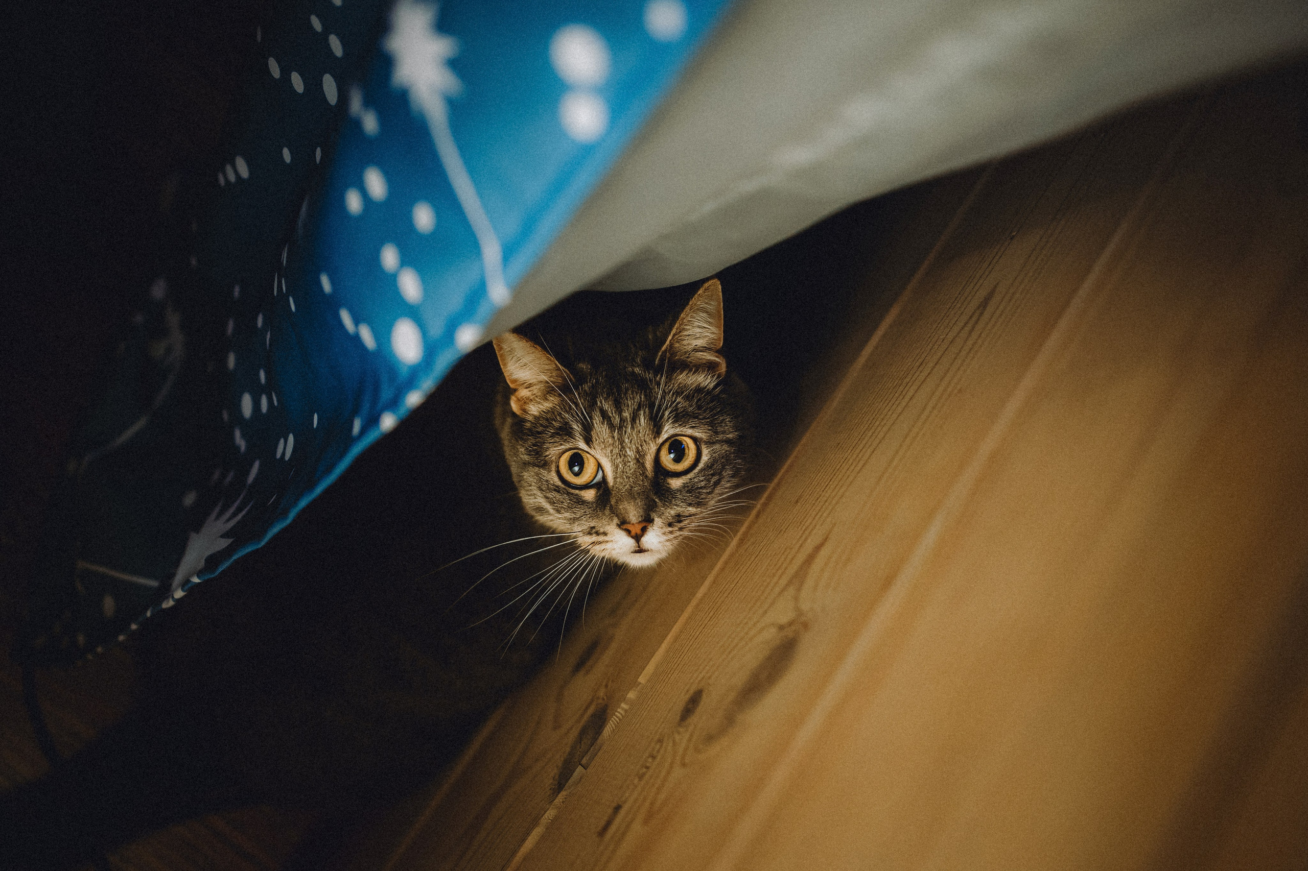 Леброн, Муся и их семья