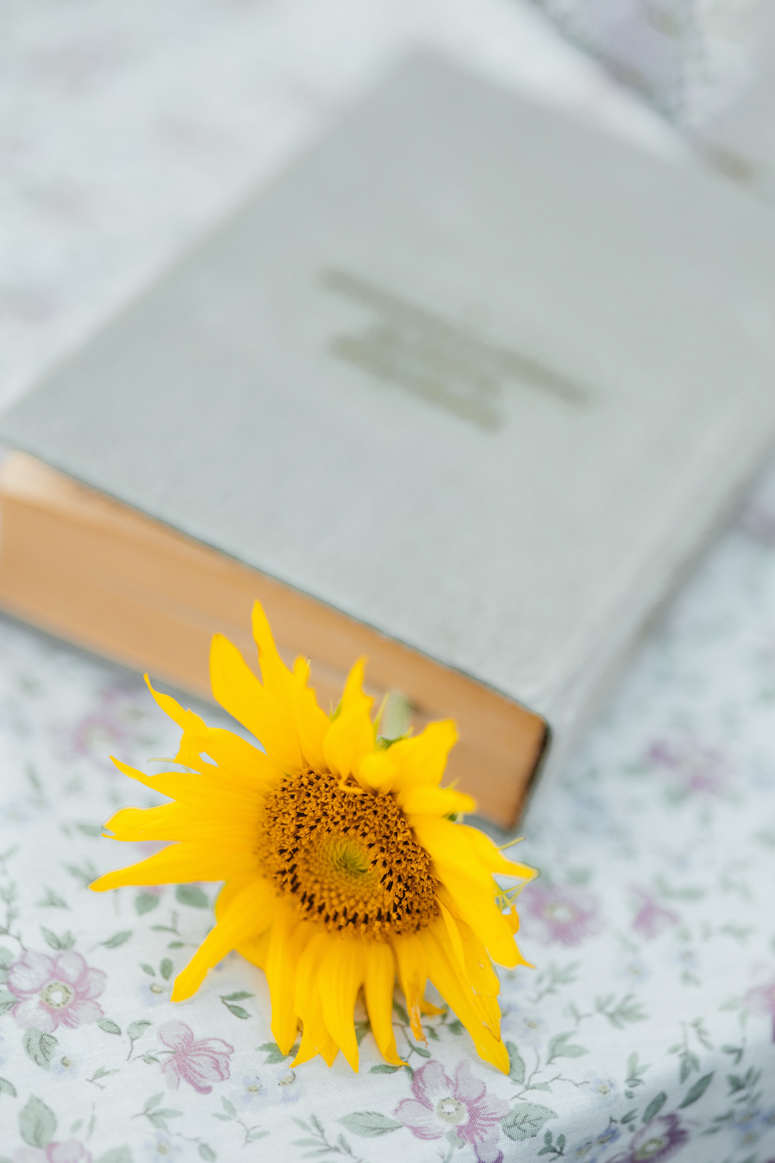 Подсолнухи. Свадебный фотограф Минск РБ