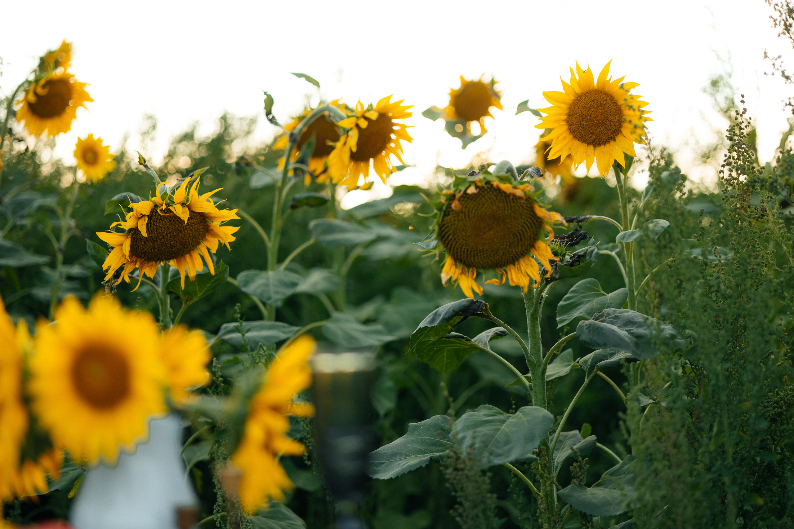 Подсолнухи. Свадебный фотограф Минск РБ
