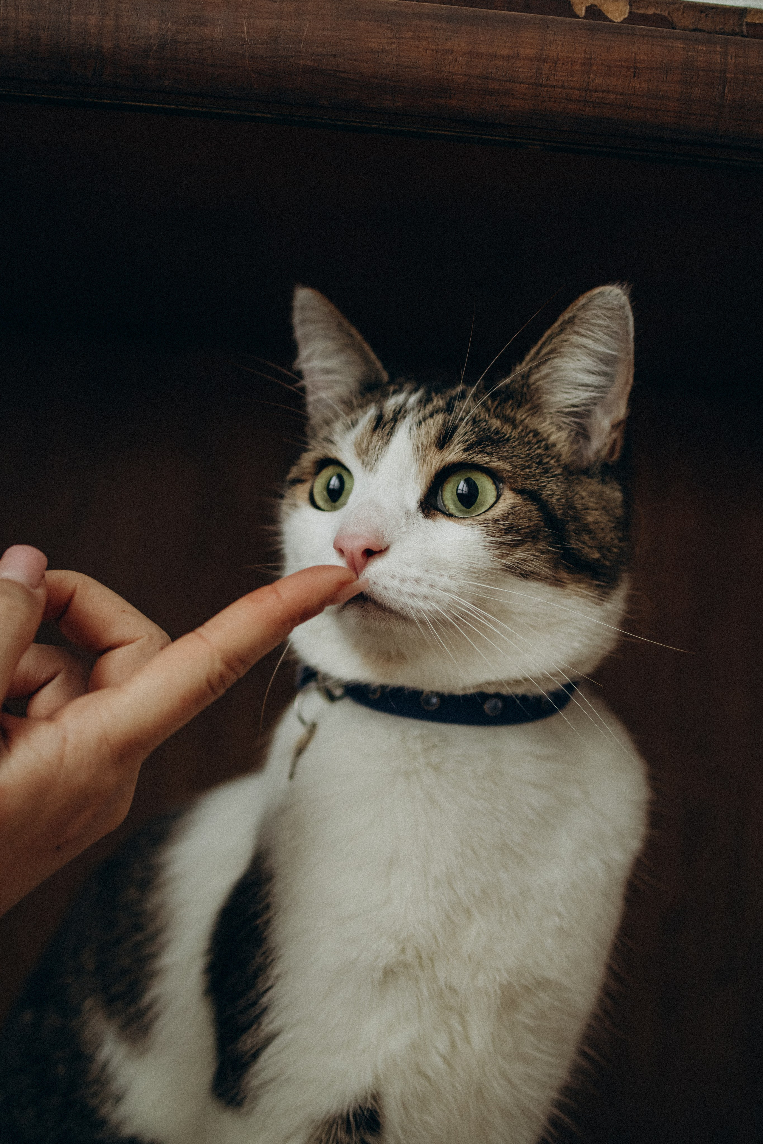 Ксюша и Яша. Фотораф — анималист Мария Шистка