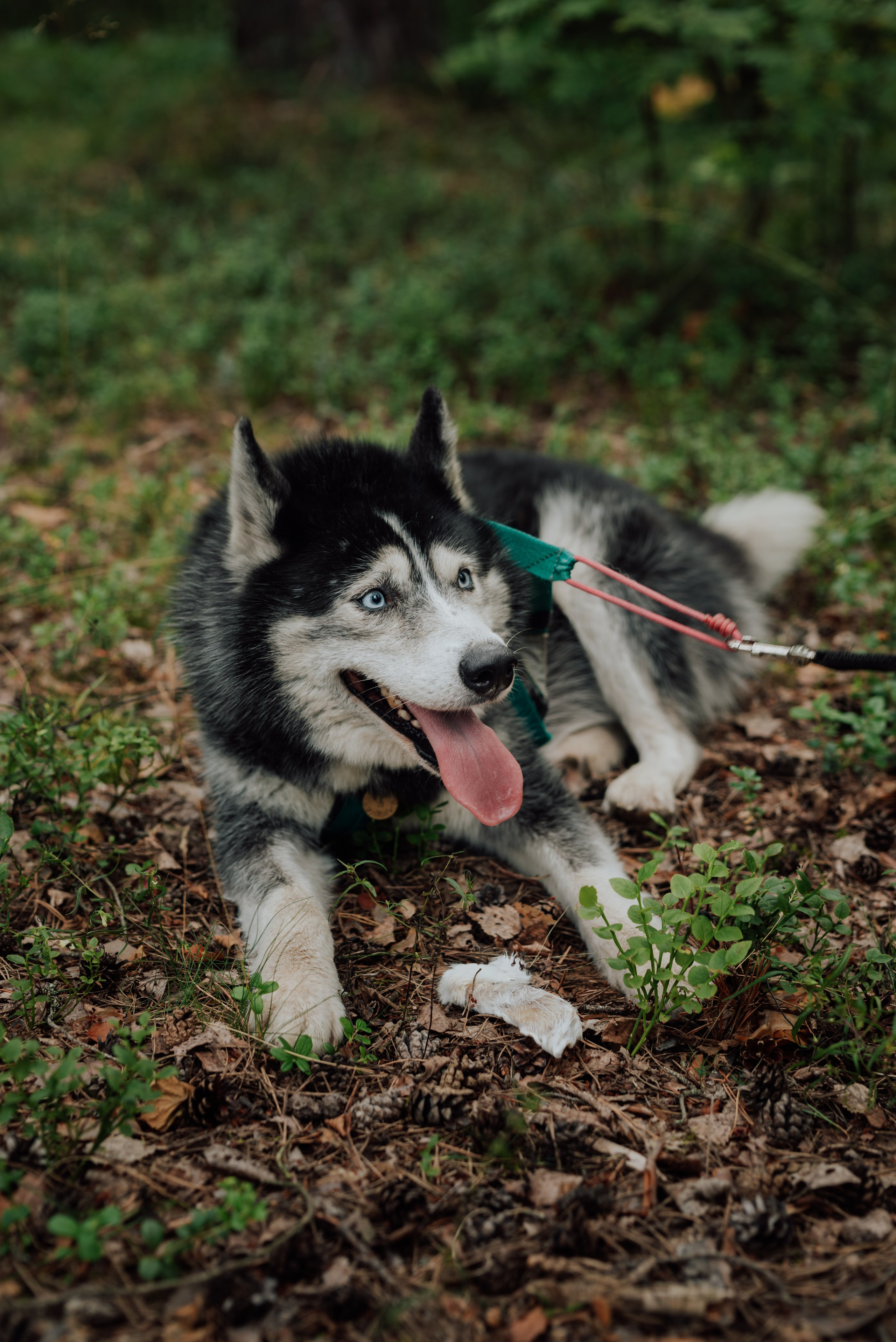 Животные. Фотограф в Санкт-Петербурге и Ленинградской области