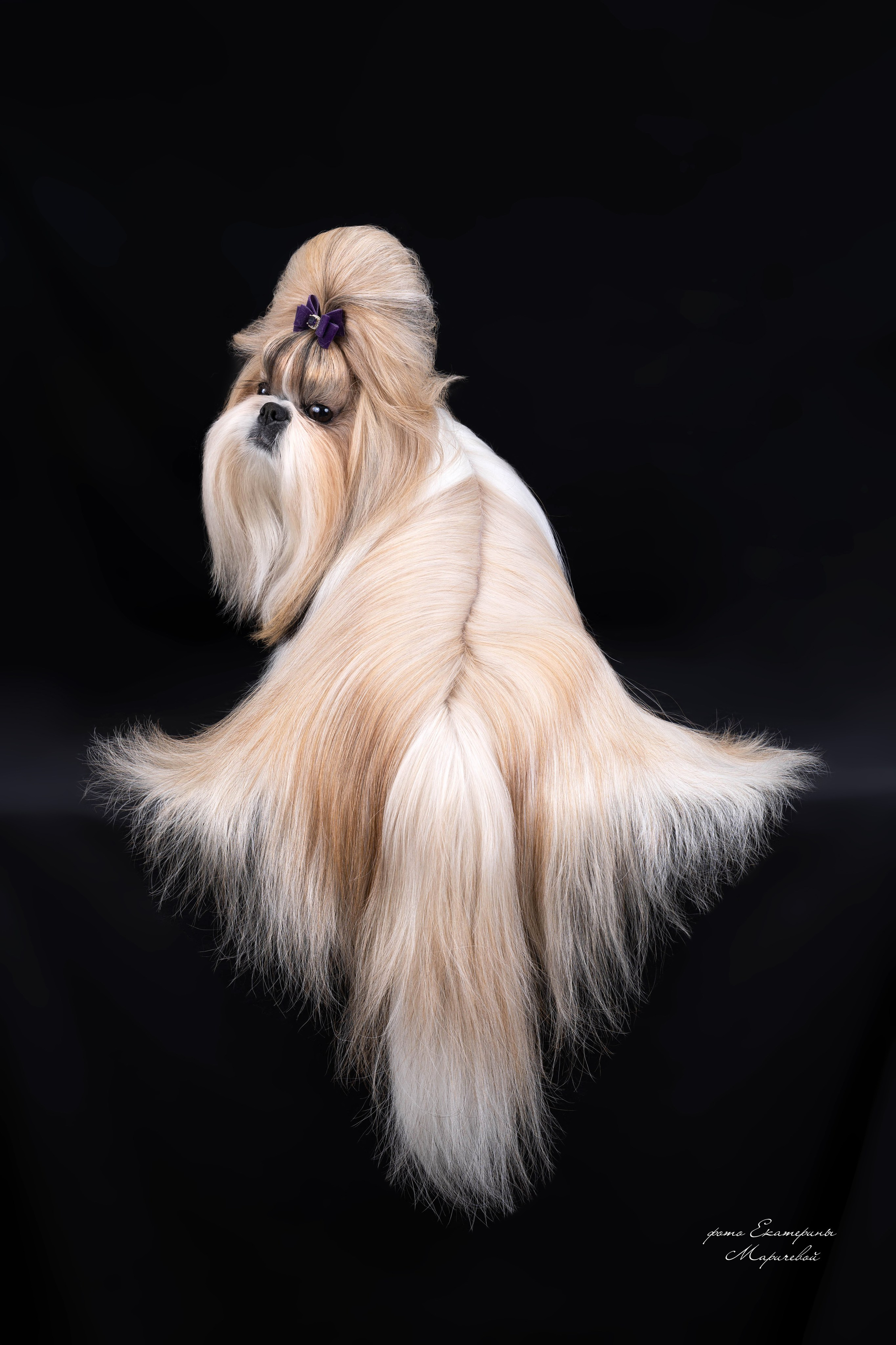 Фоны чёрный, белый, серый. Фотограф-анималист в Омске Екатерина Маричева