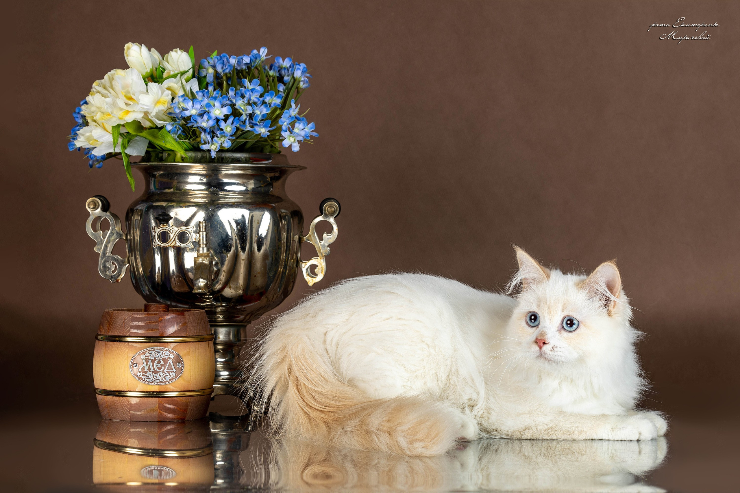 Коричневые фоны. Фотограф-анималист в Омске Екатерина Маричева