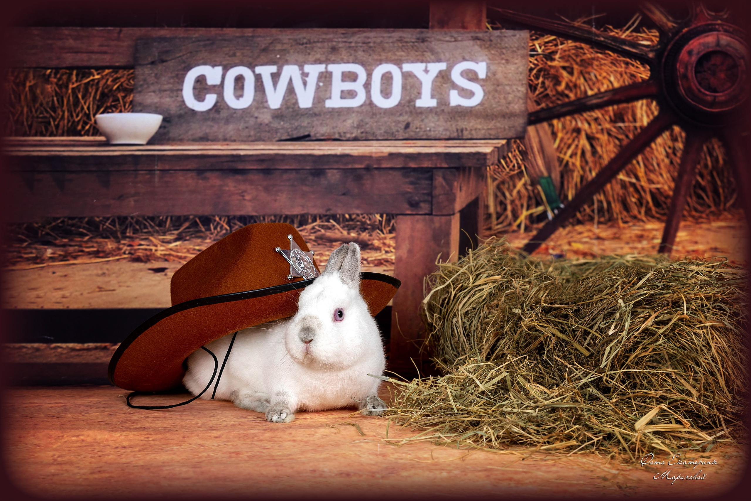 Тематические фоны с рисунком. Фотограф-анималист в Омске Екатерина Маричева