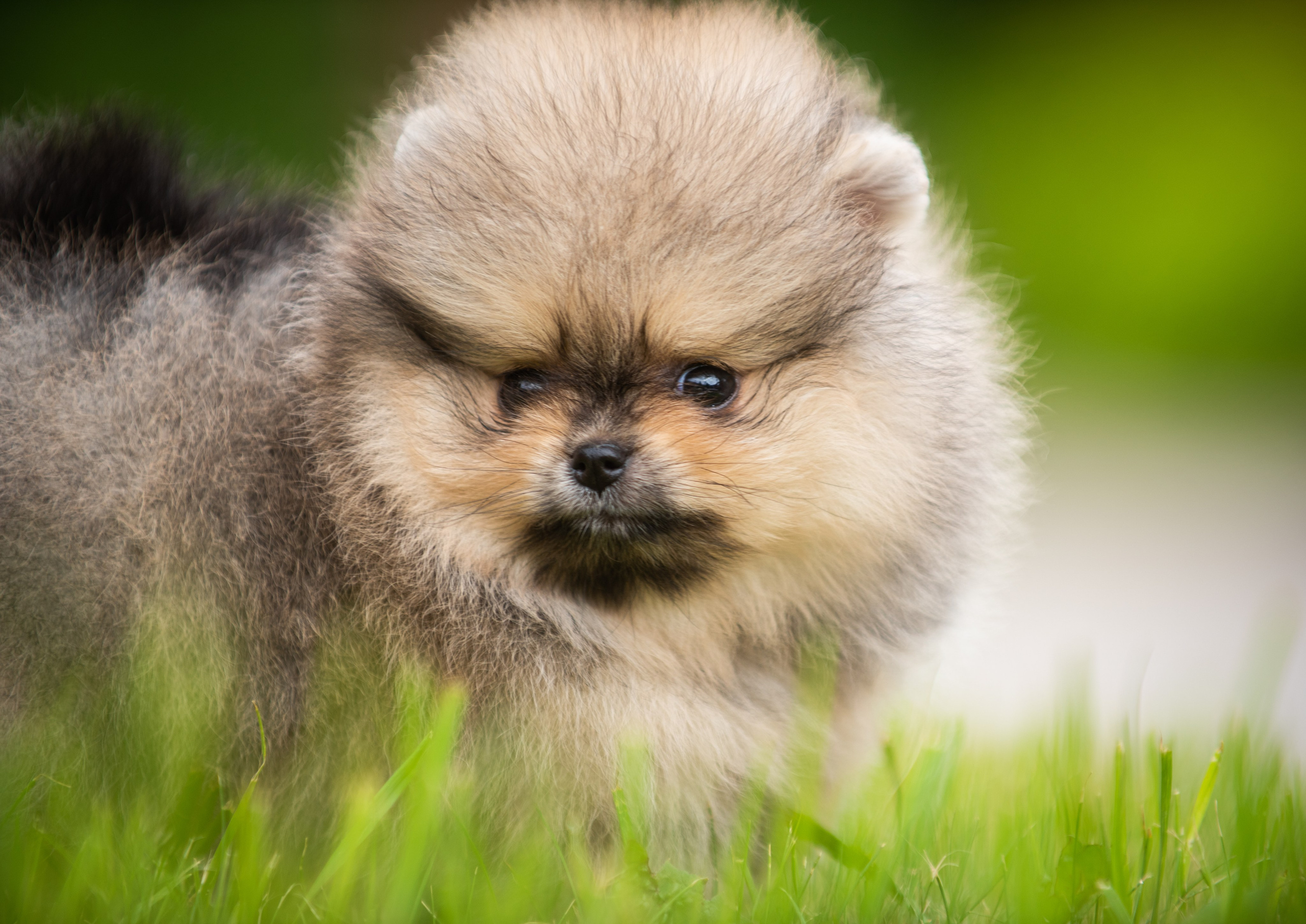 Шпицы щенки. Главная