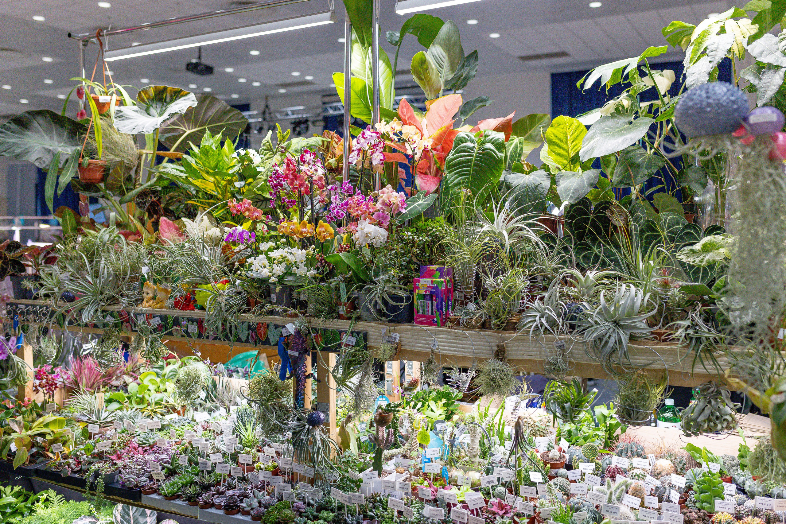 Орхидиум 12.2025. Александра Куликова фотограф, Москва