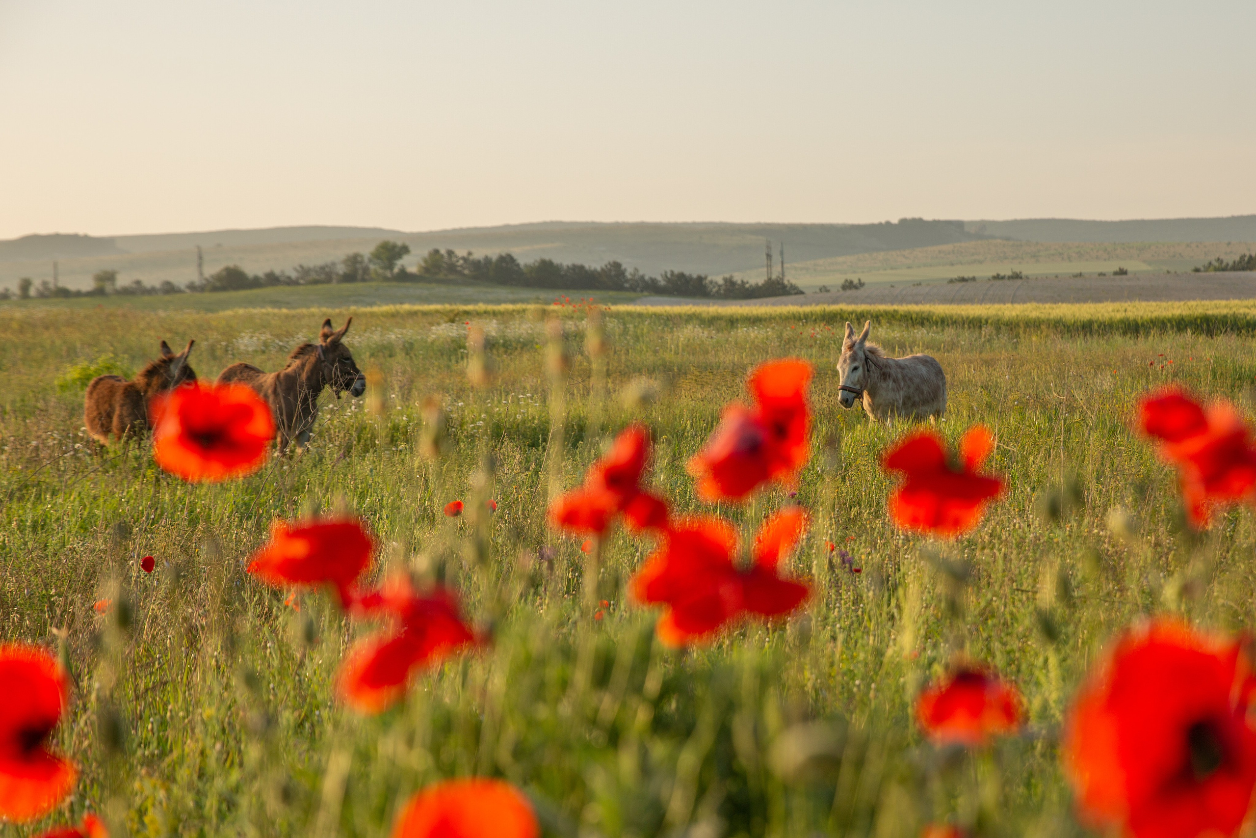 Заповедный Крым, Республика Крым. Репортажный фотограф в Крыму Ксения Гасица