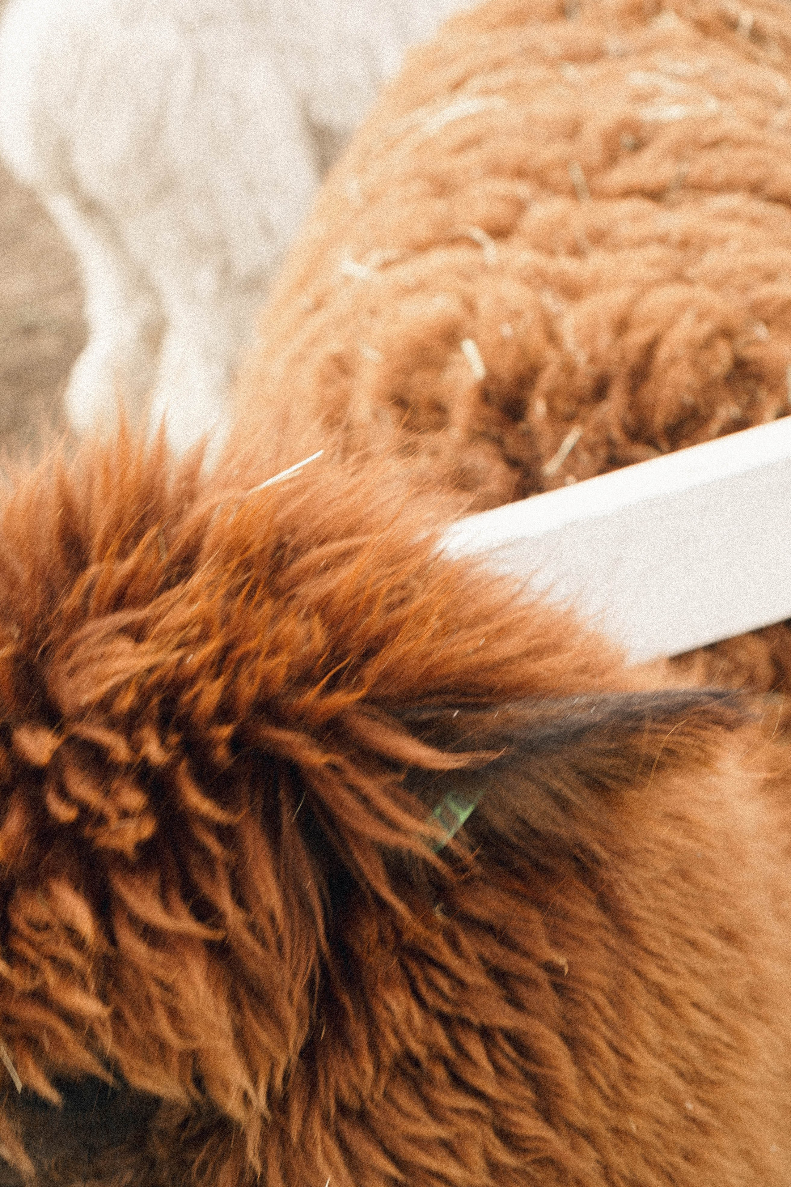Ферма Альпак. Профессиональный фотограф, Санкт-Петербург — Виктория Богомолова