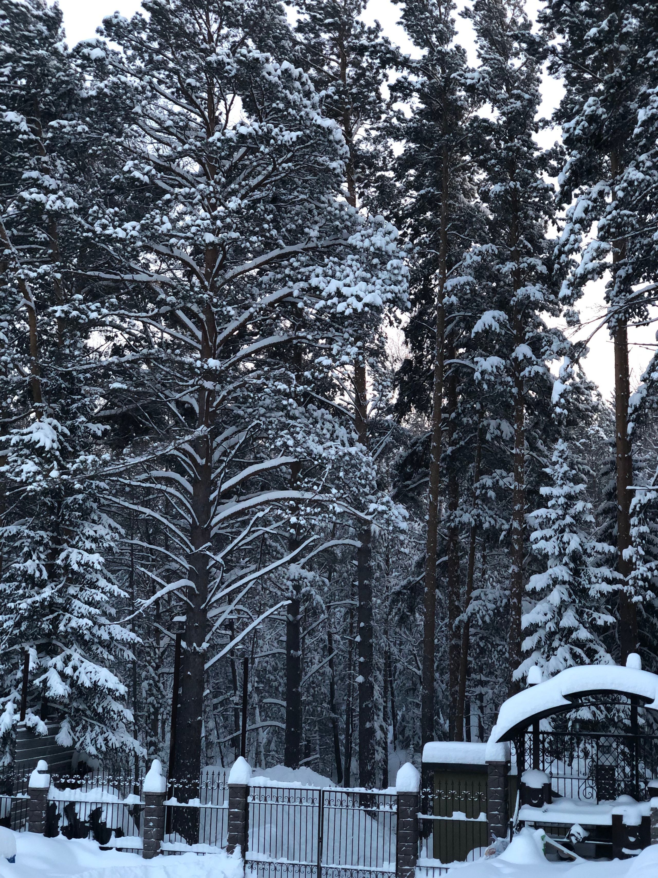 Декабрь. Семейный, Свадебный фотограф СПБ Питер— Романова Екатерина