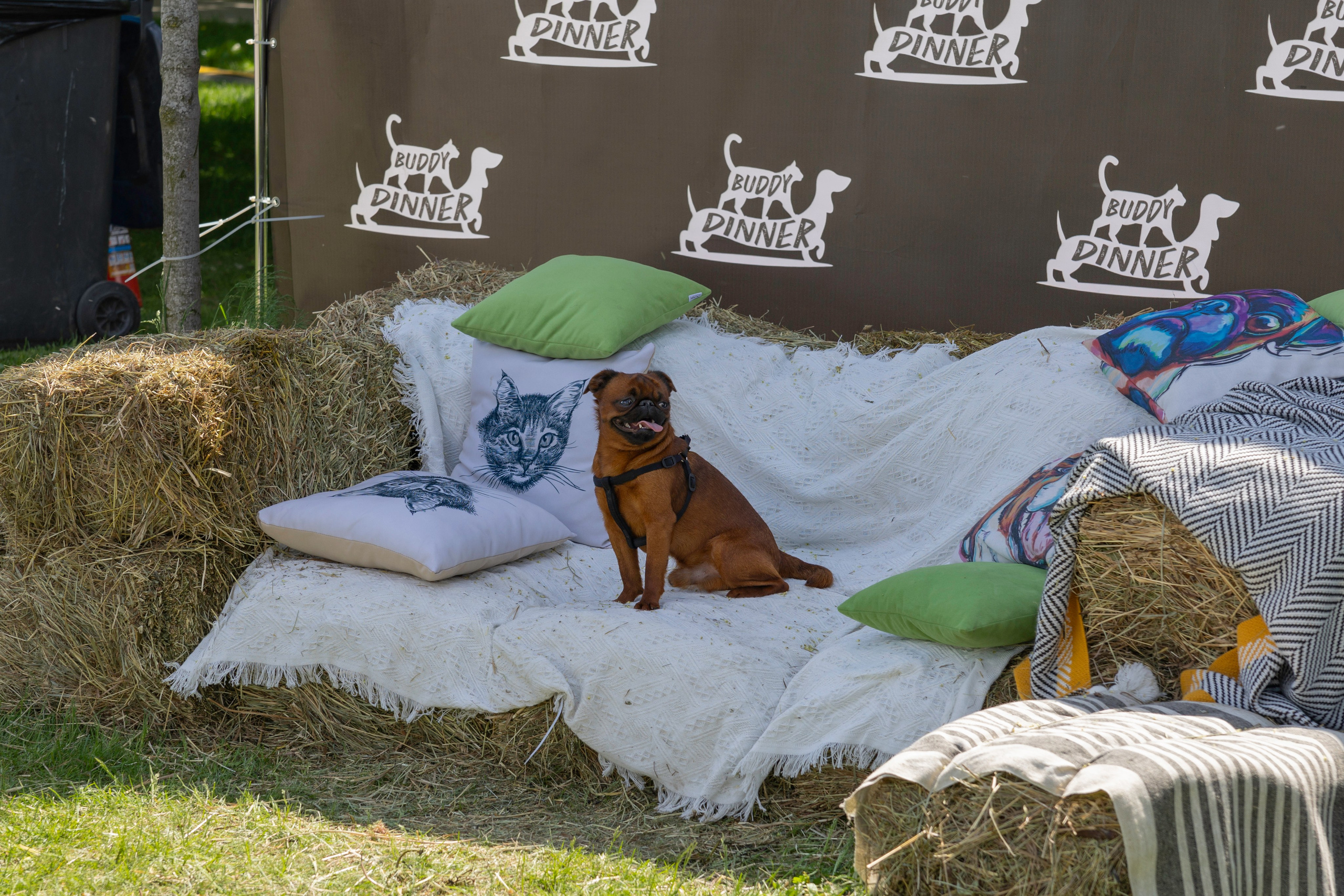 «ЛапкиФест». Фотограф, получающий удовольствие от своей работы
