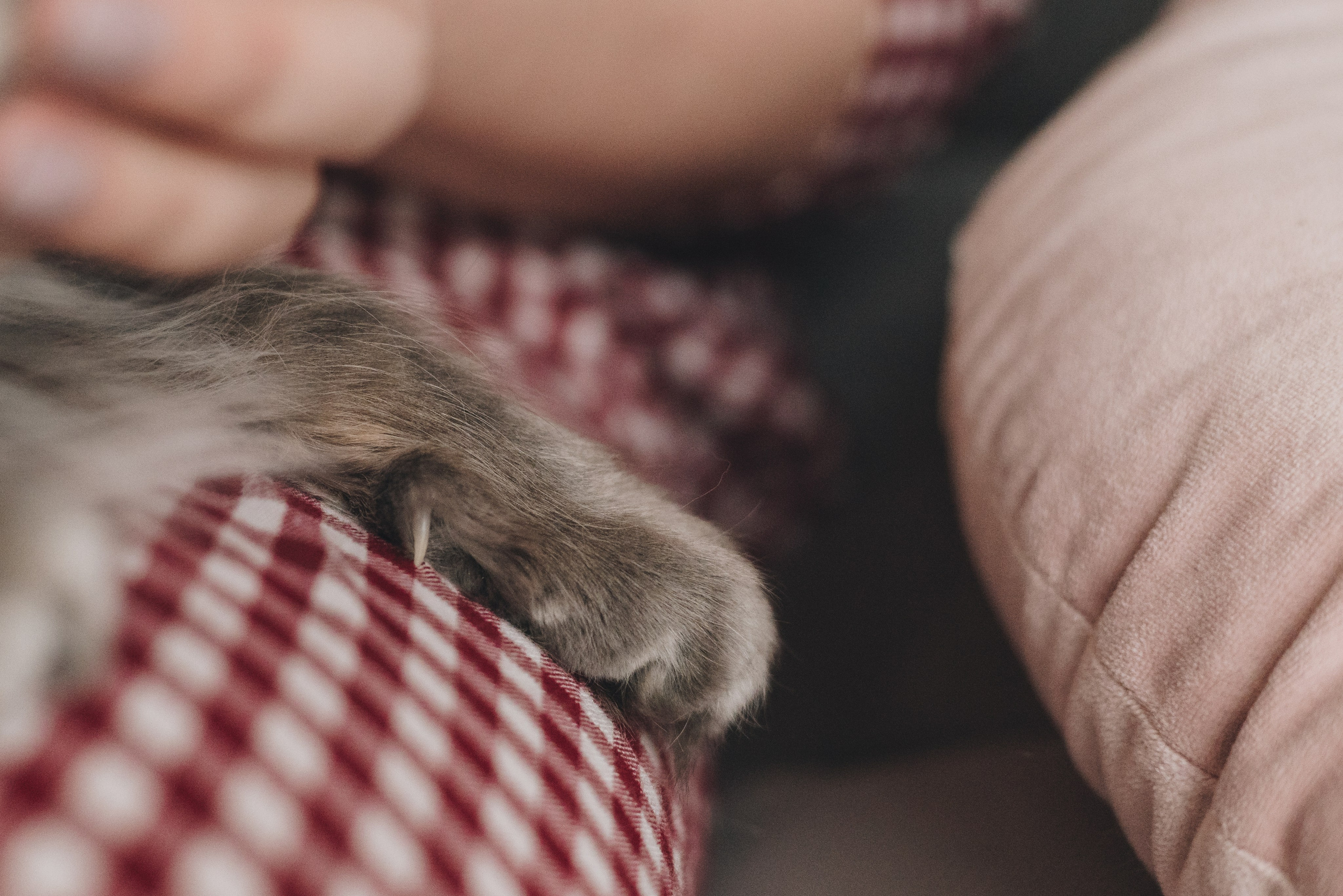 Vika & Kot. Natalia Finch Photography — Family, Kids & Pet Photographer in Chicago, IL