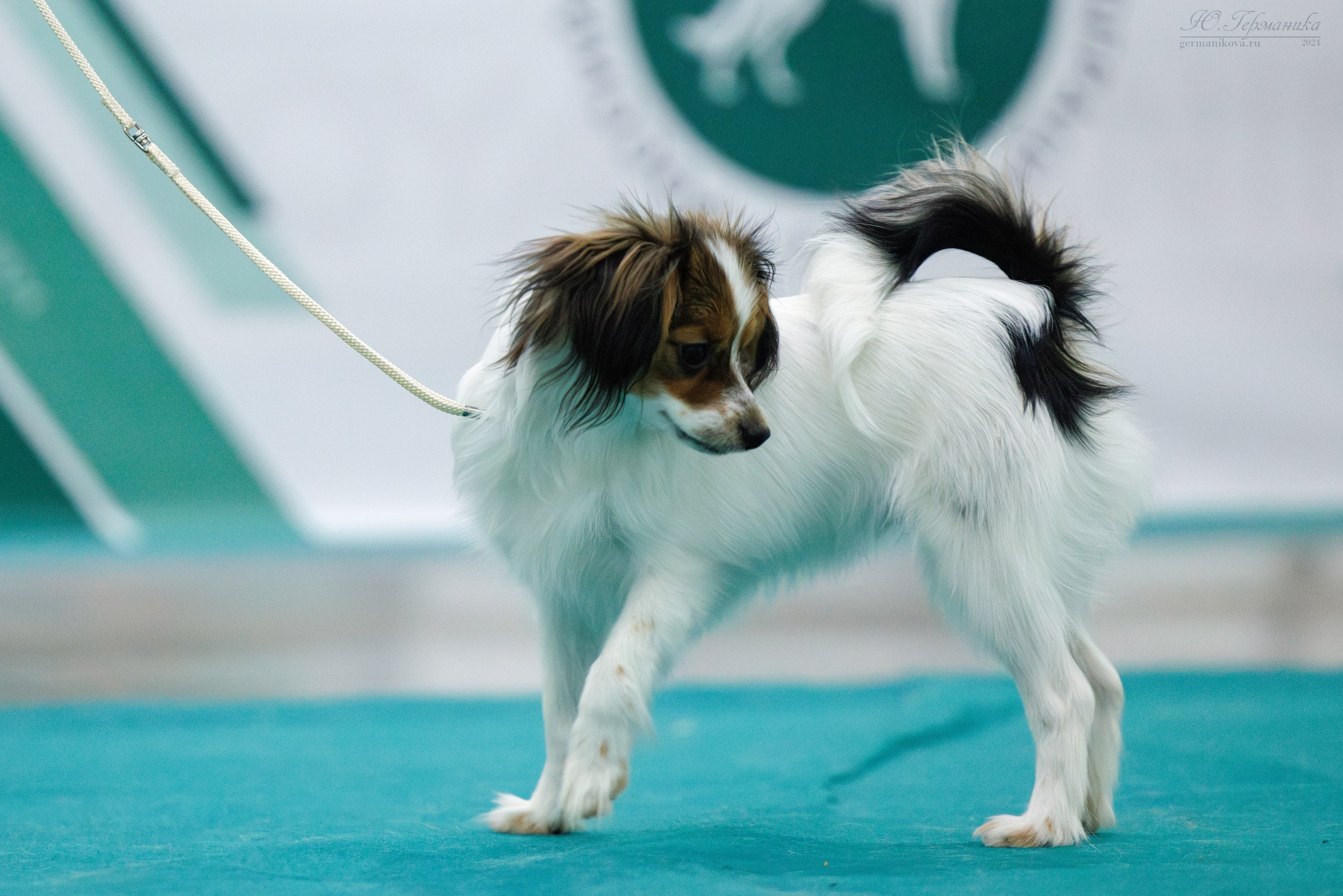 Евразия 16-17.11.2024. Фотограф-анималист Юлия Германика