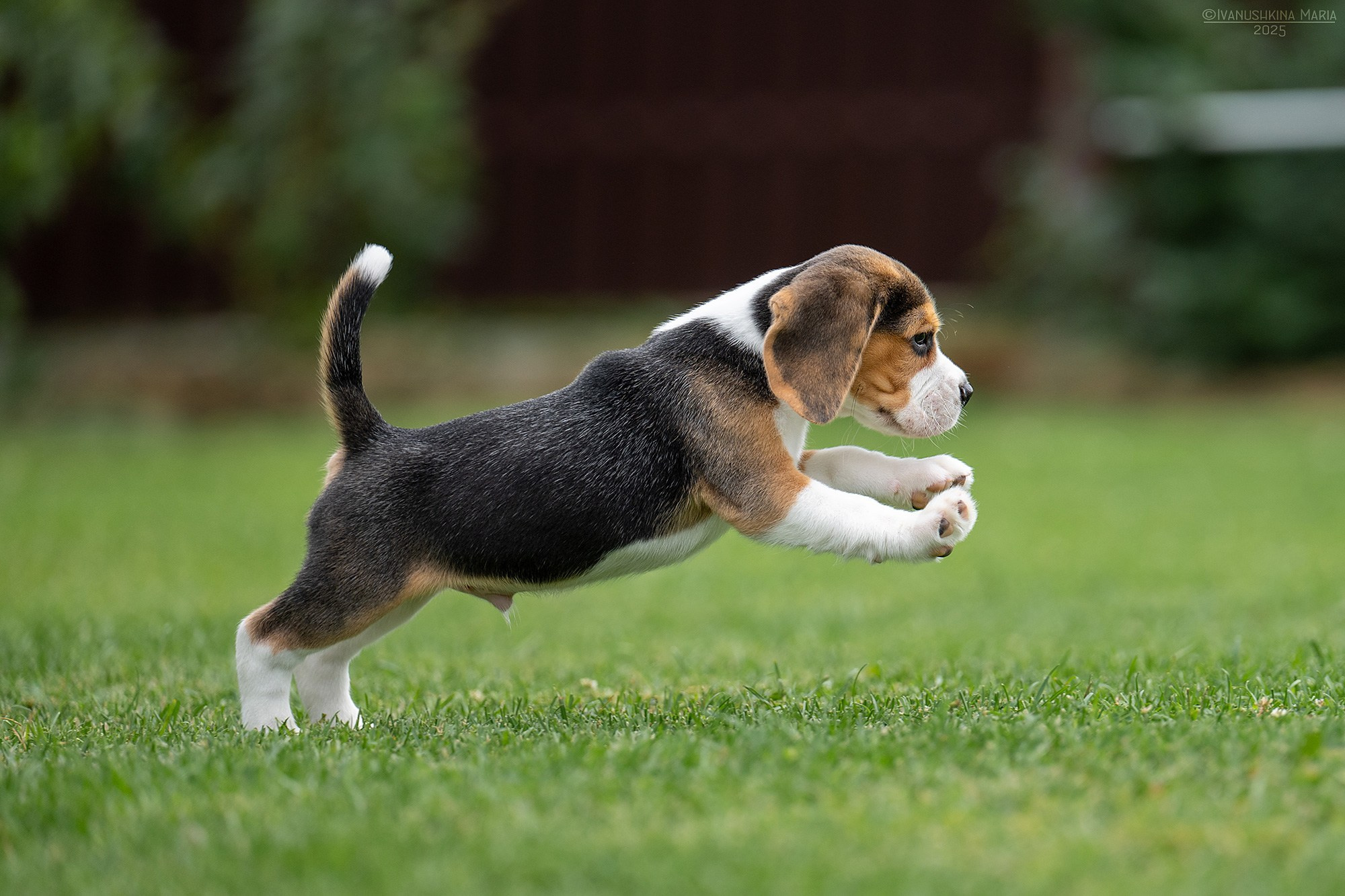Фотосессия щенков на продажу. Фотограф собак в Москве и Московской области Иванушкина Мария