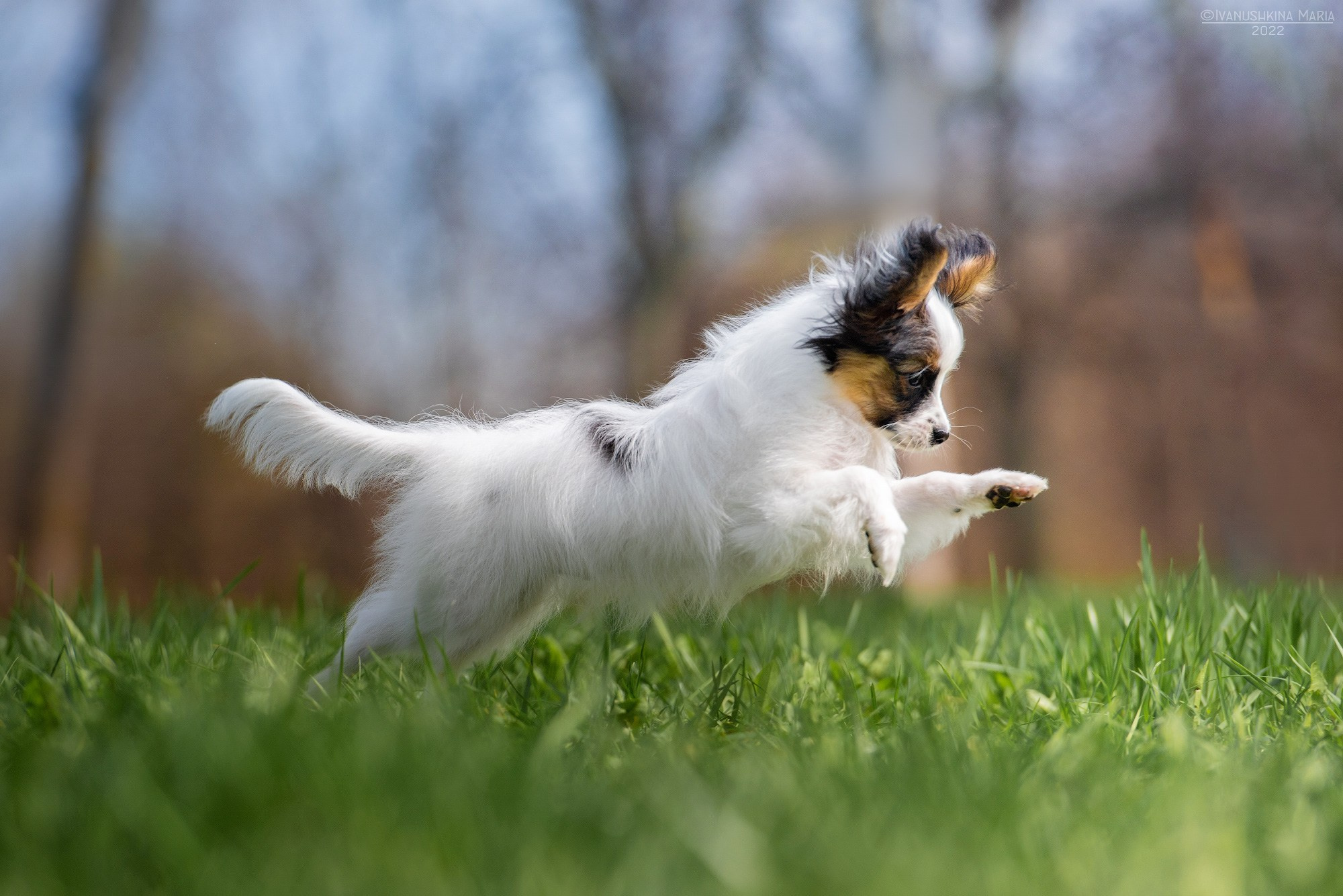 Фотосессия щенков на продажу. Фотограф собак в Москве и Московской области Иванушкина Мария