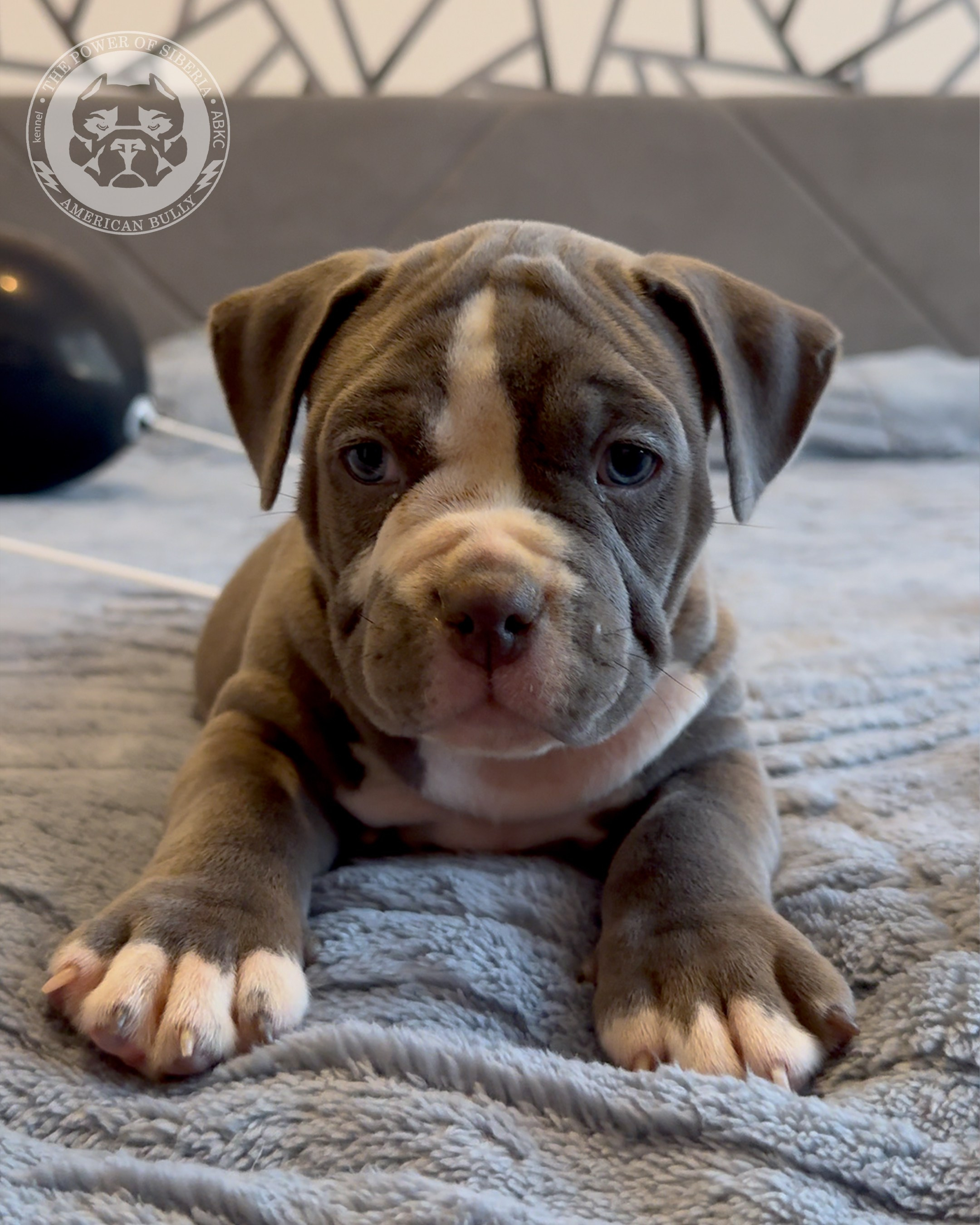 Свободные щенки Американский Булли, в типах покет, классик, стандарт. Американский Булли в г. Ростов-на-Дону. Питомник THE POWER OF SIBERIA