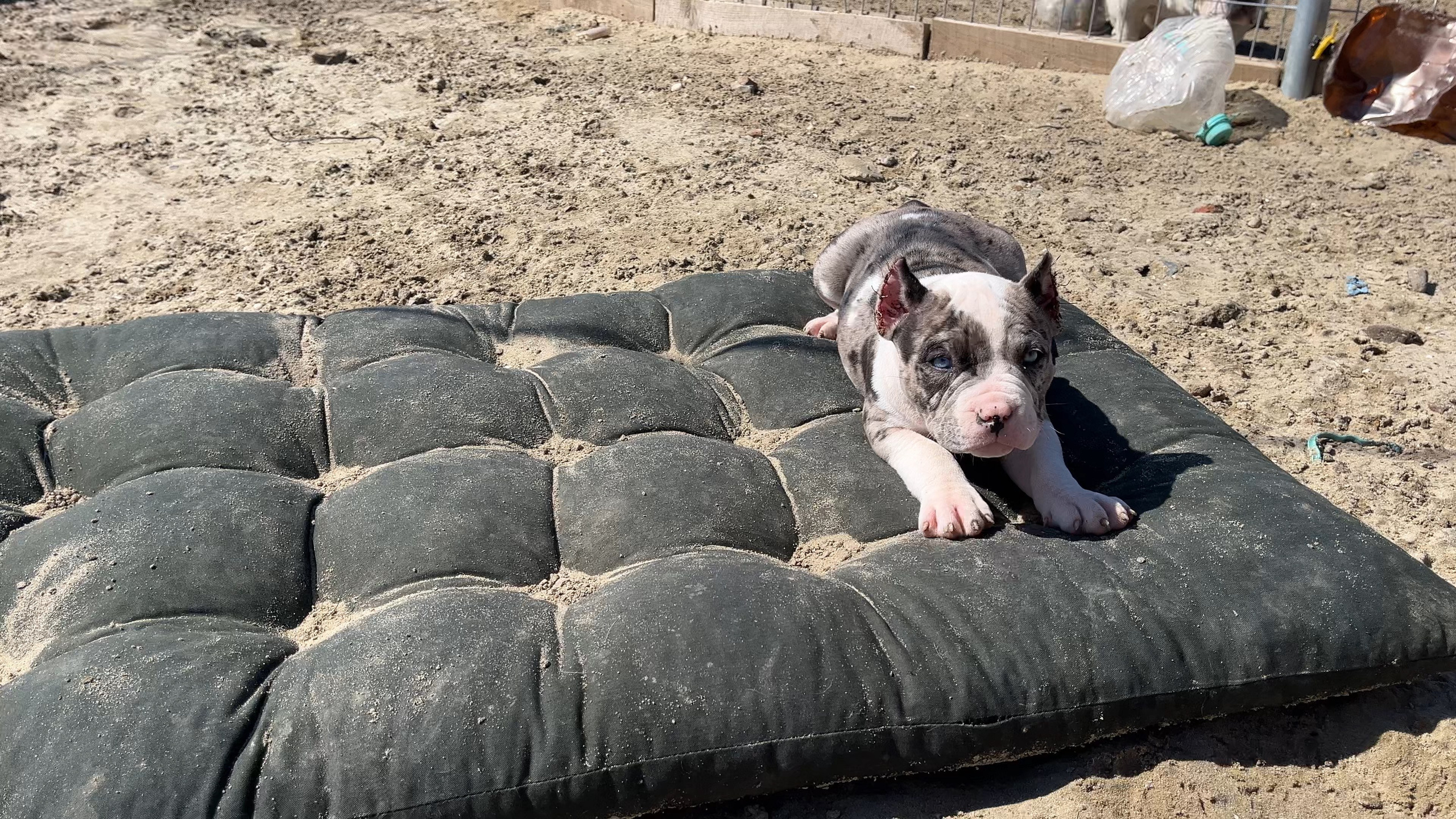 Фотографии Керри Американского булли Классик в возрасте 4 мес. Американский Булли в г. Ростов-на-Дону. Питомник THE POWER OF SIBERIA